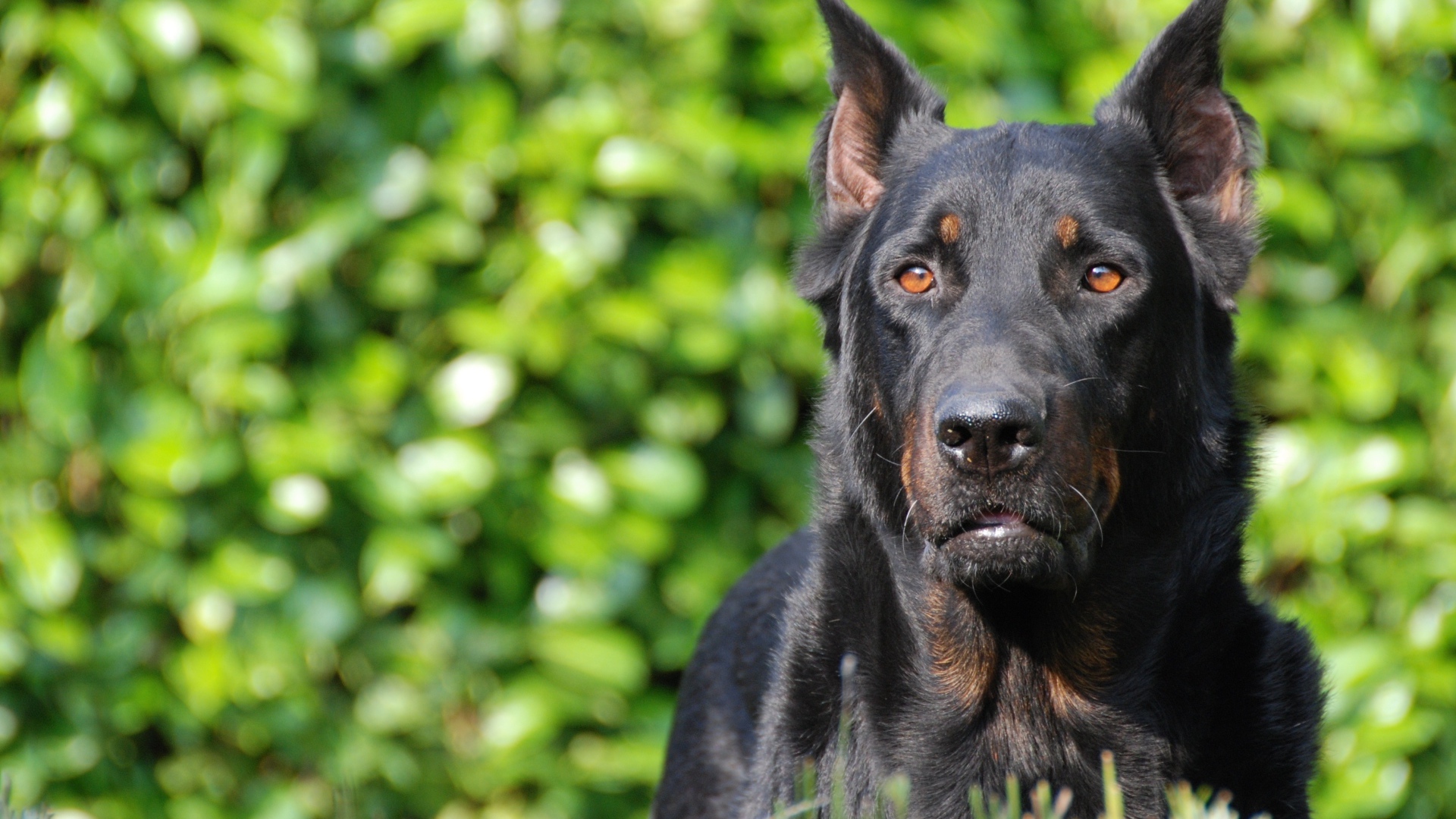Серьёзный красивый босерон на фоне листвы