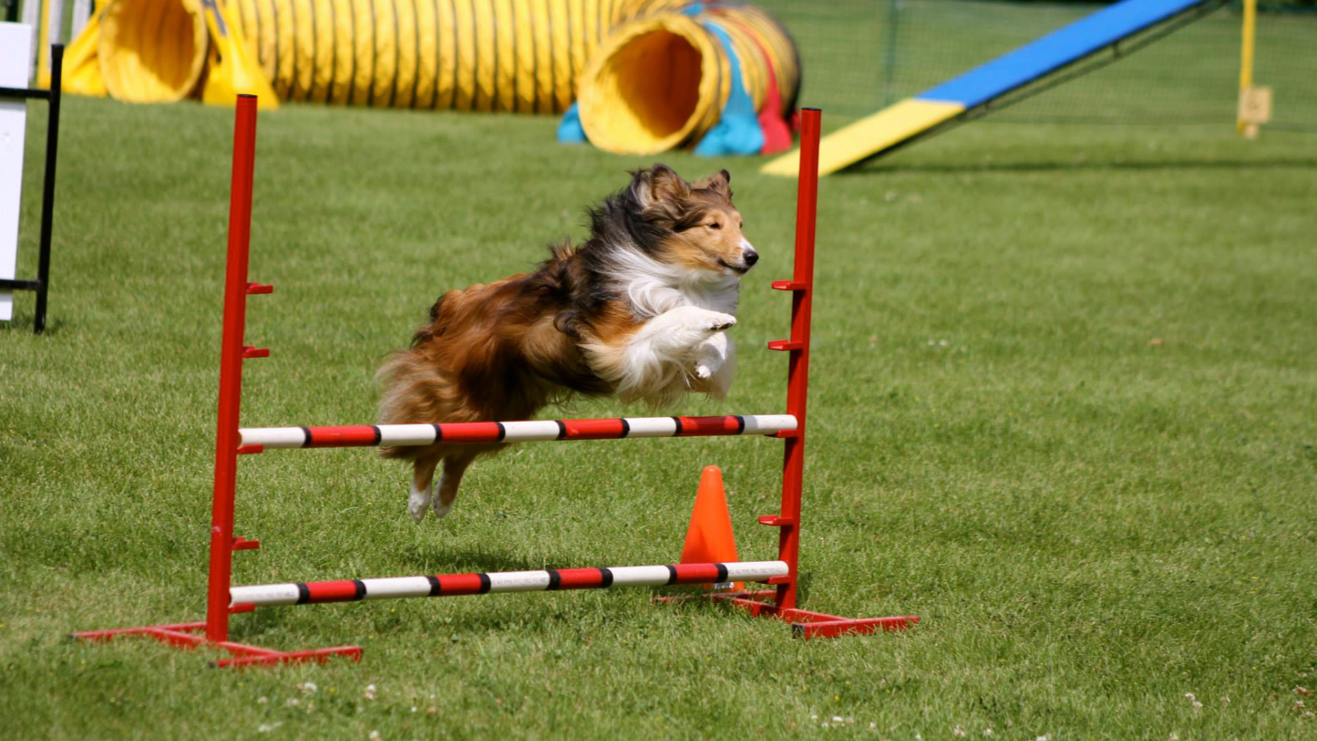Собака породы шелти выполняет команду барьер