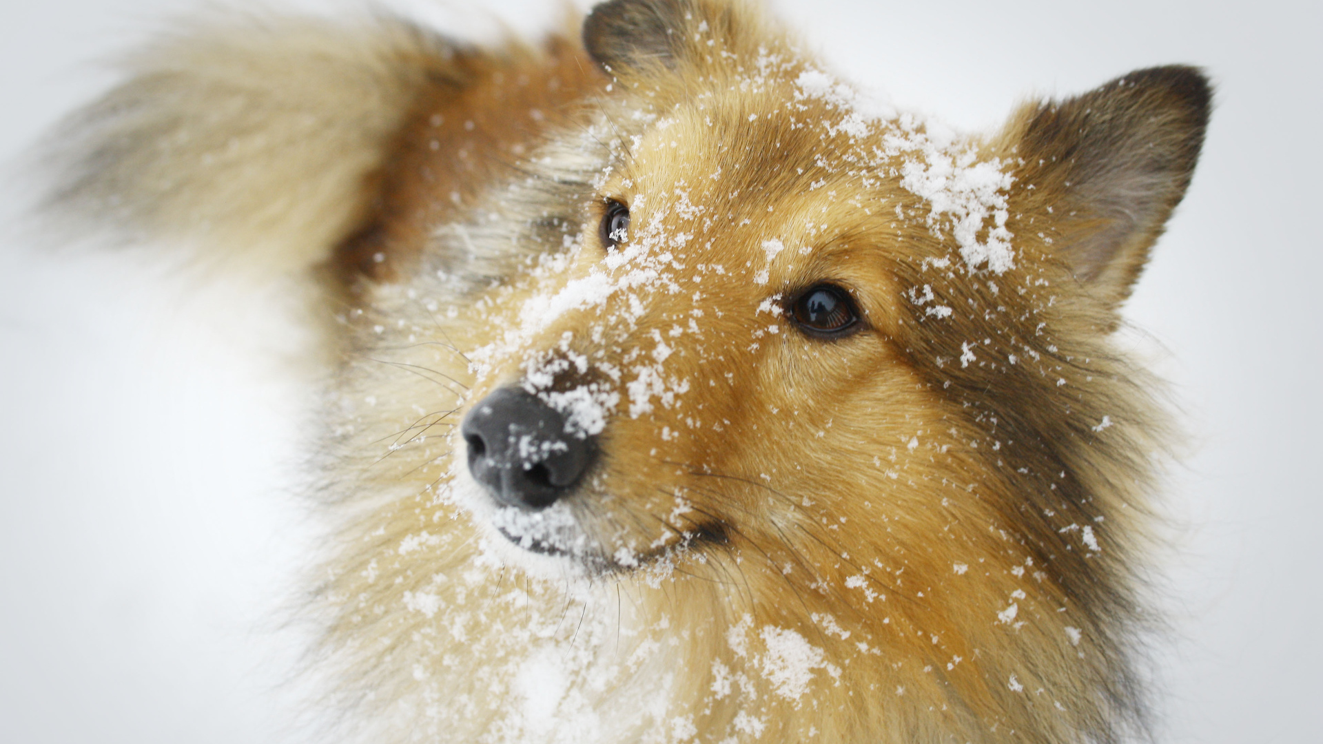 Sheltie breed dog in the snow