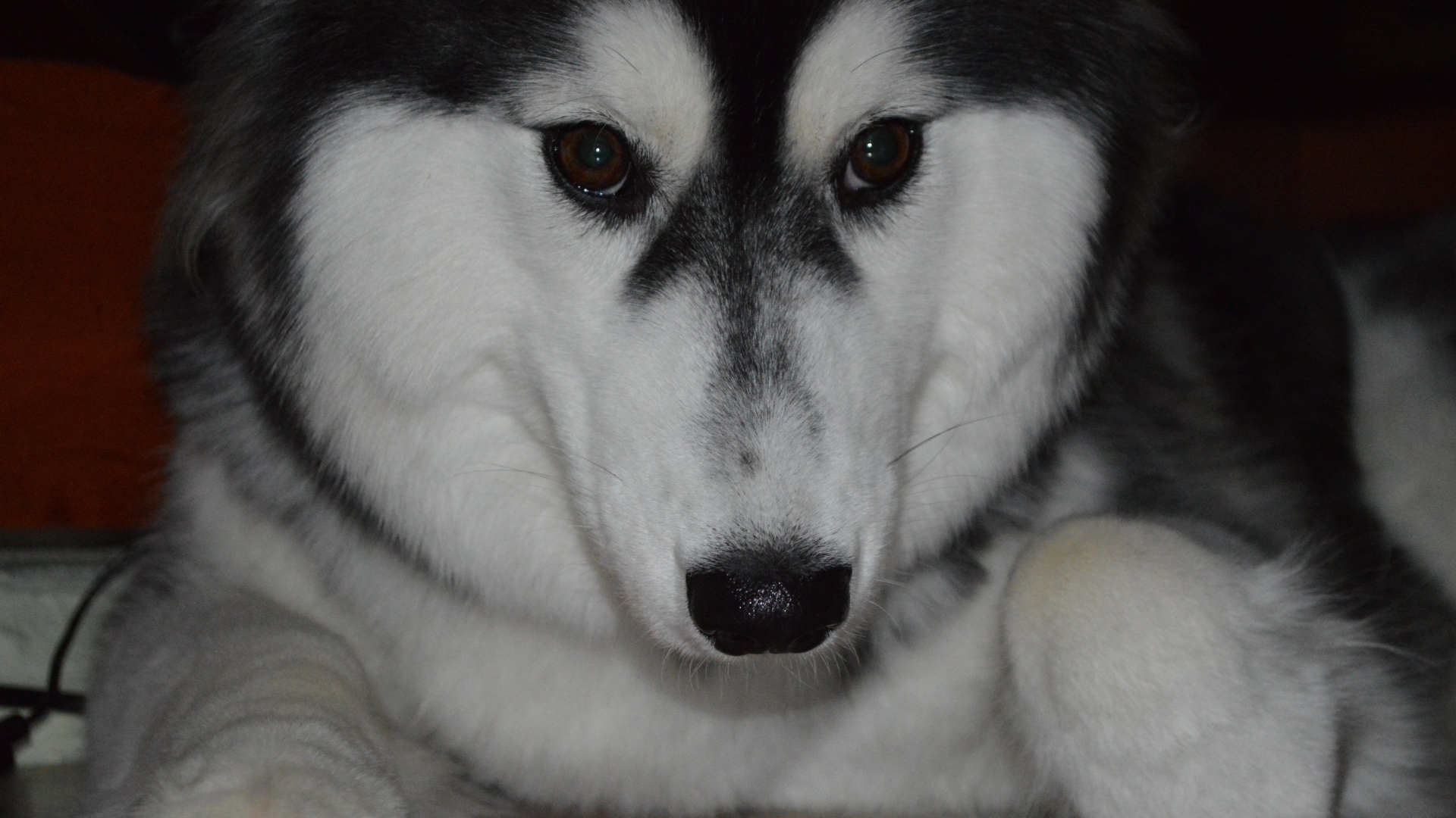 Застенчивый аляскинский маламут