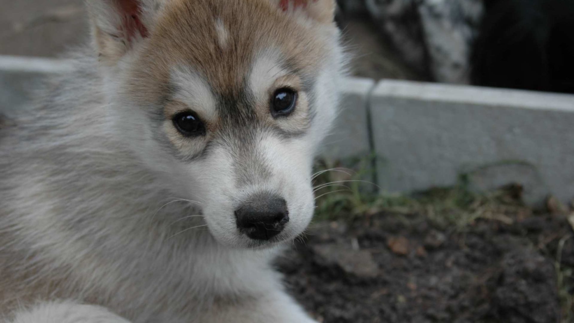Маленький аляскинский маламут смотрит на фотографа