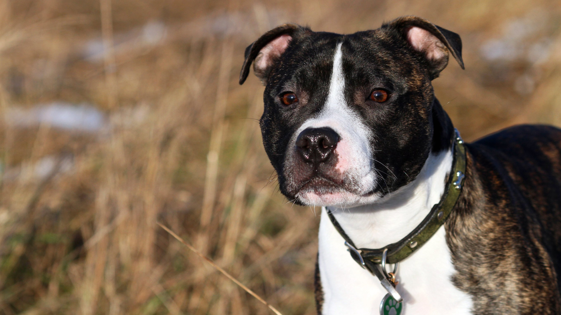 Красивый Стаффордширский бультерьер