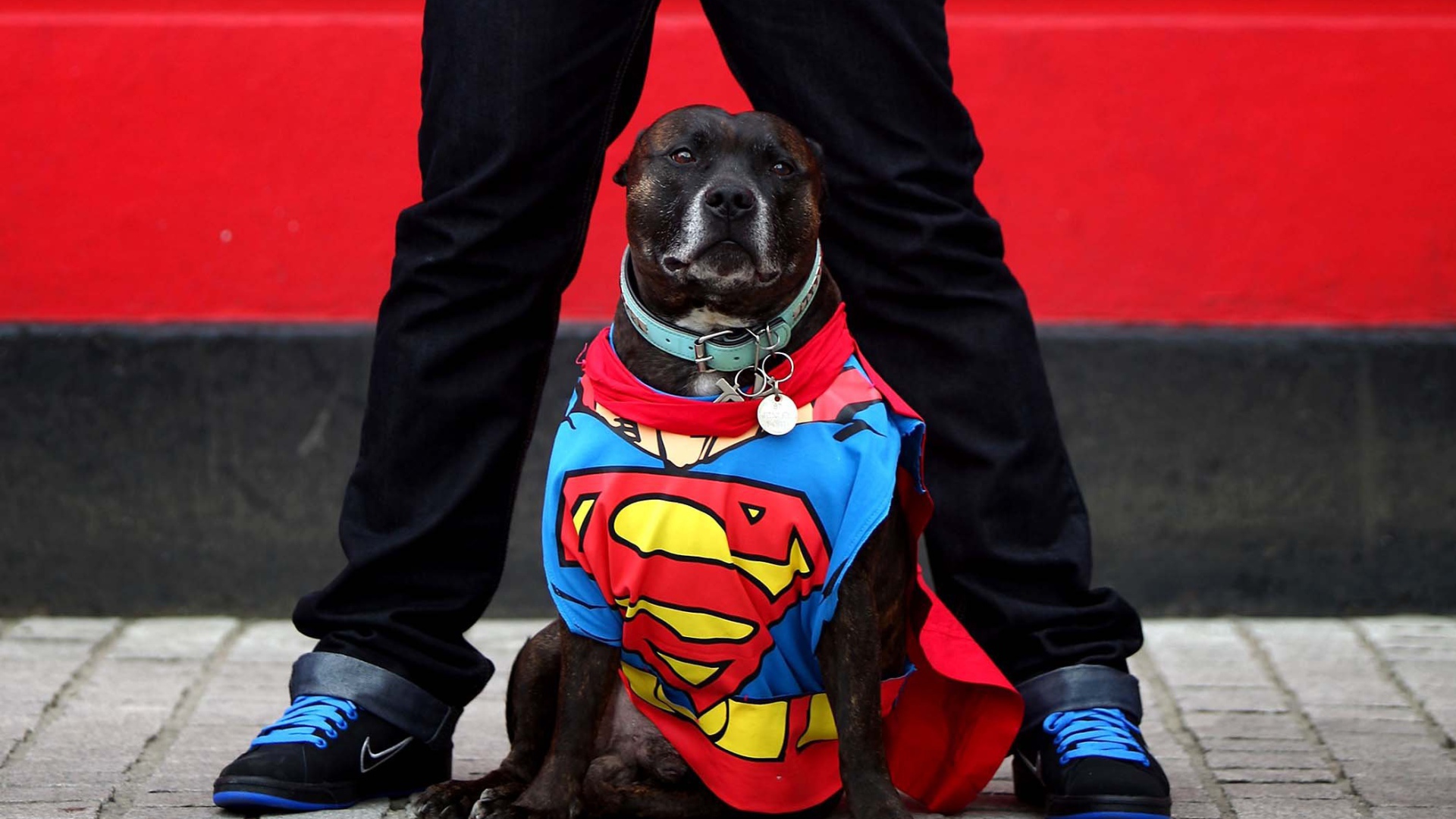 Супермен Стаффордширский бультерьер