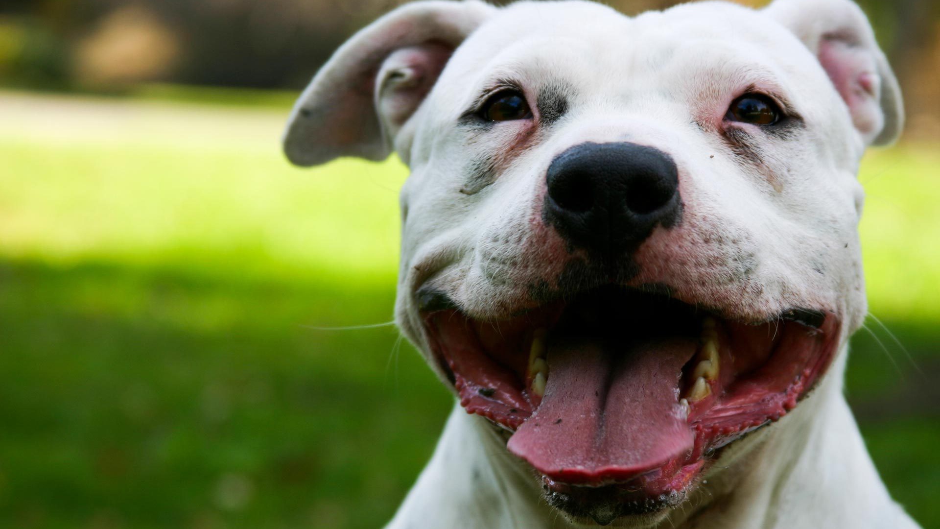 Белый Стаффордширский бультерьер