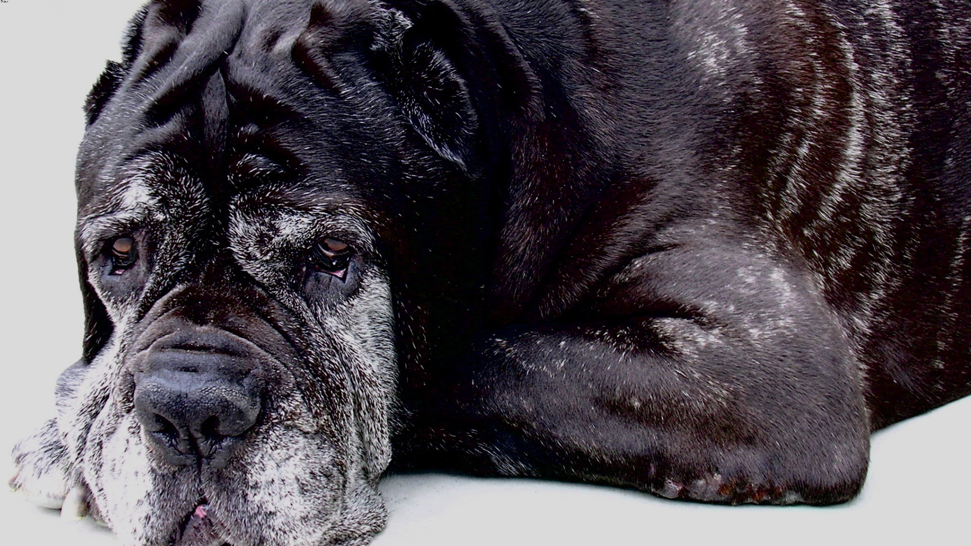 Старый черный Испанский мастиф