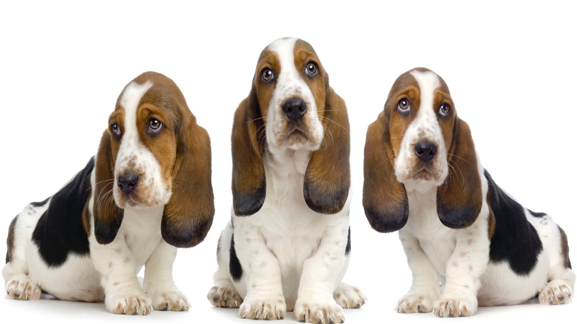 Три бассет-хаунда на белом фоне