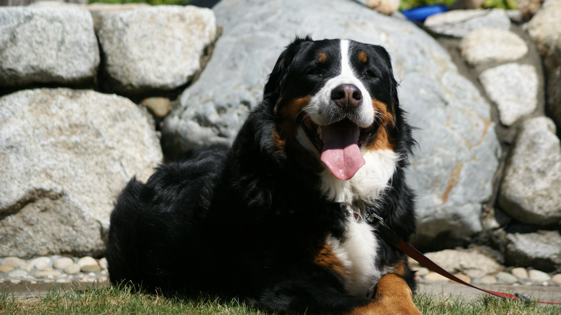 Уставшая бернская пастушья собака на фоне камней