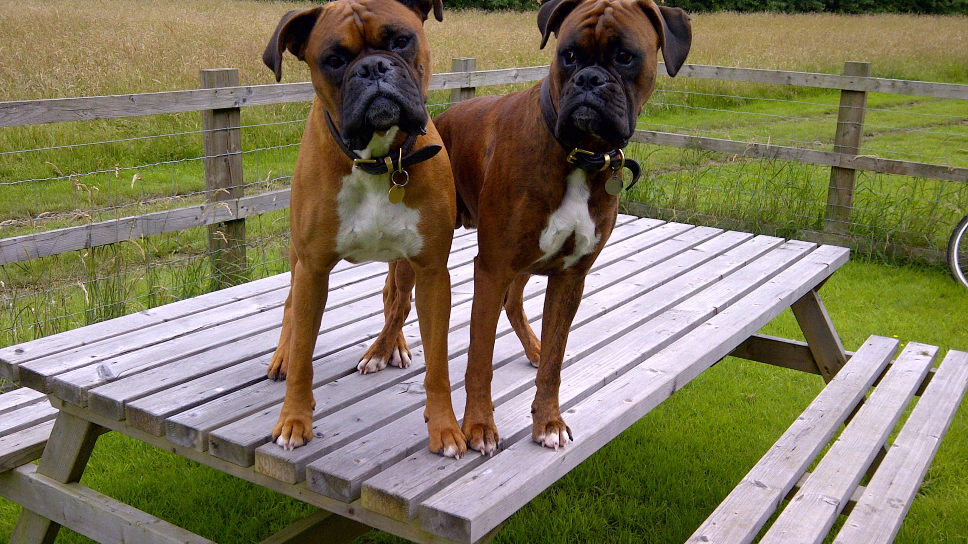 Два боксёра на деревянном столе