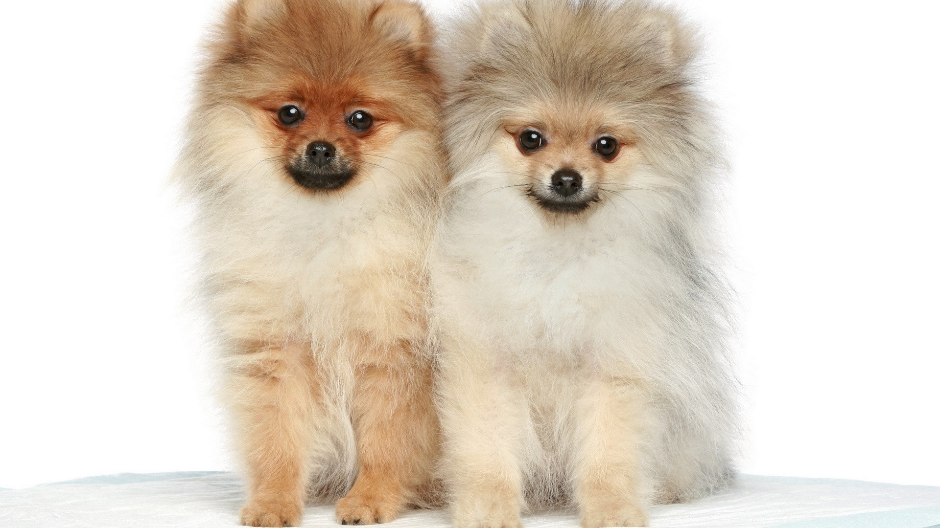 Две милые собаки