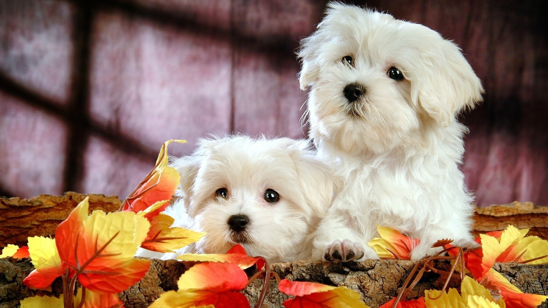 Две собаки породы бишон-фриз в осенних листьях