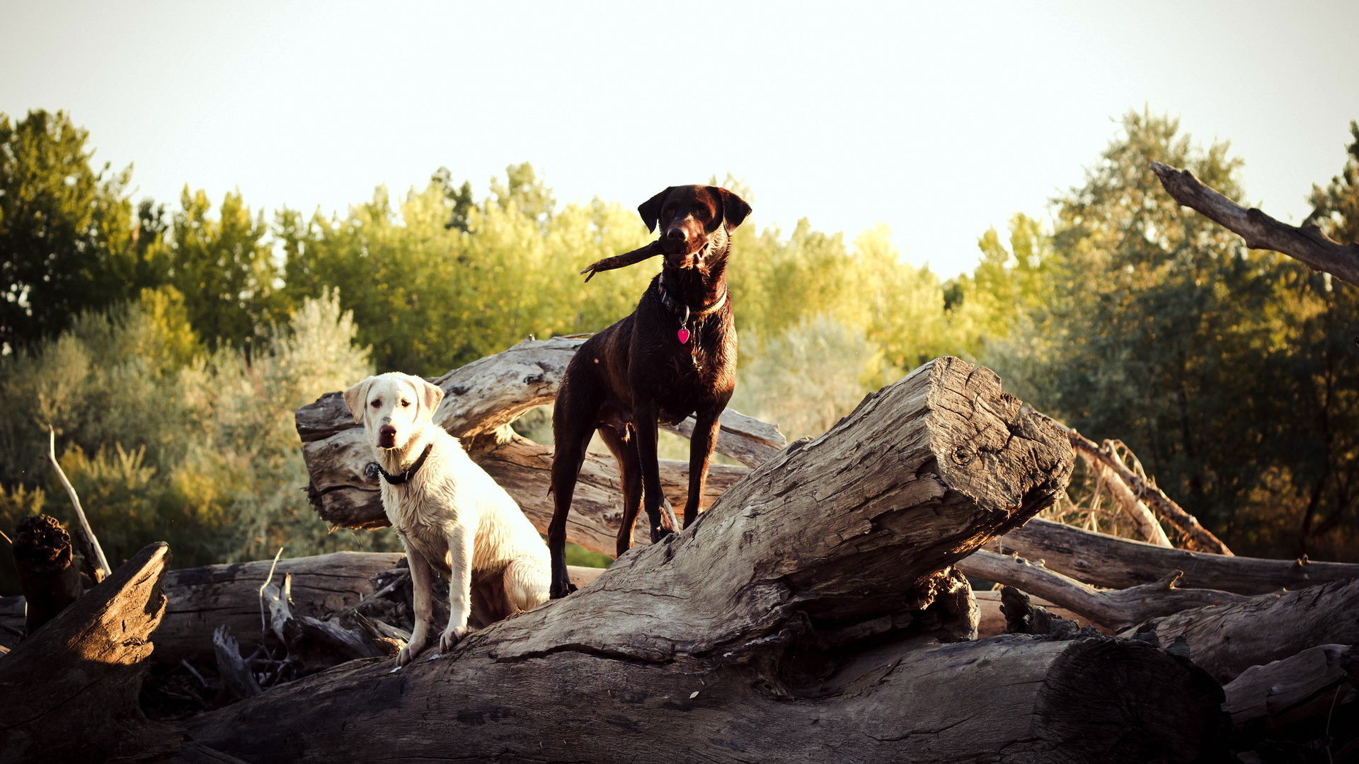 Две собаки на природе