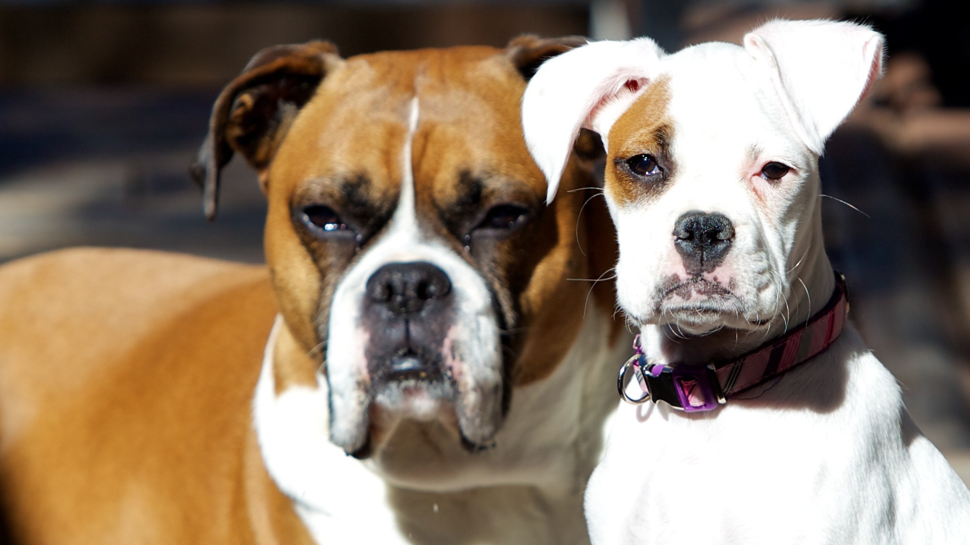 Молодой и взрослый боксеры