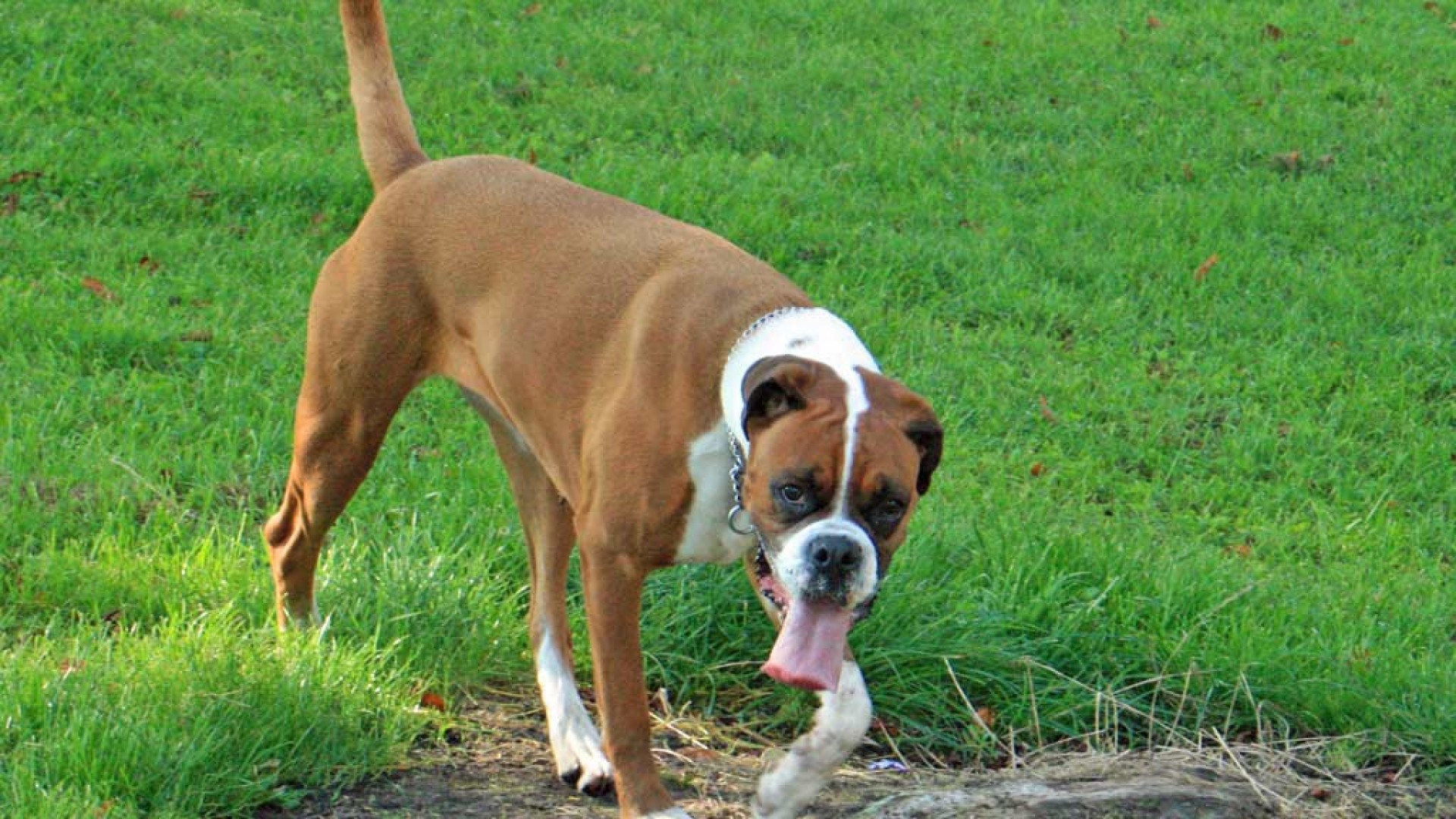 Боксёр с длинным языком гуляет по траве