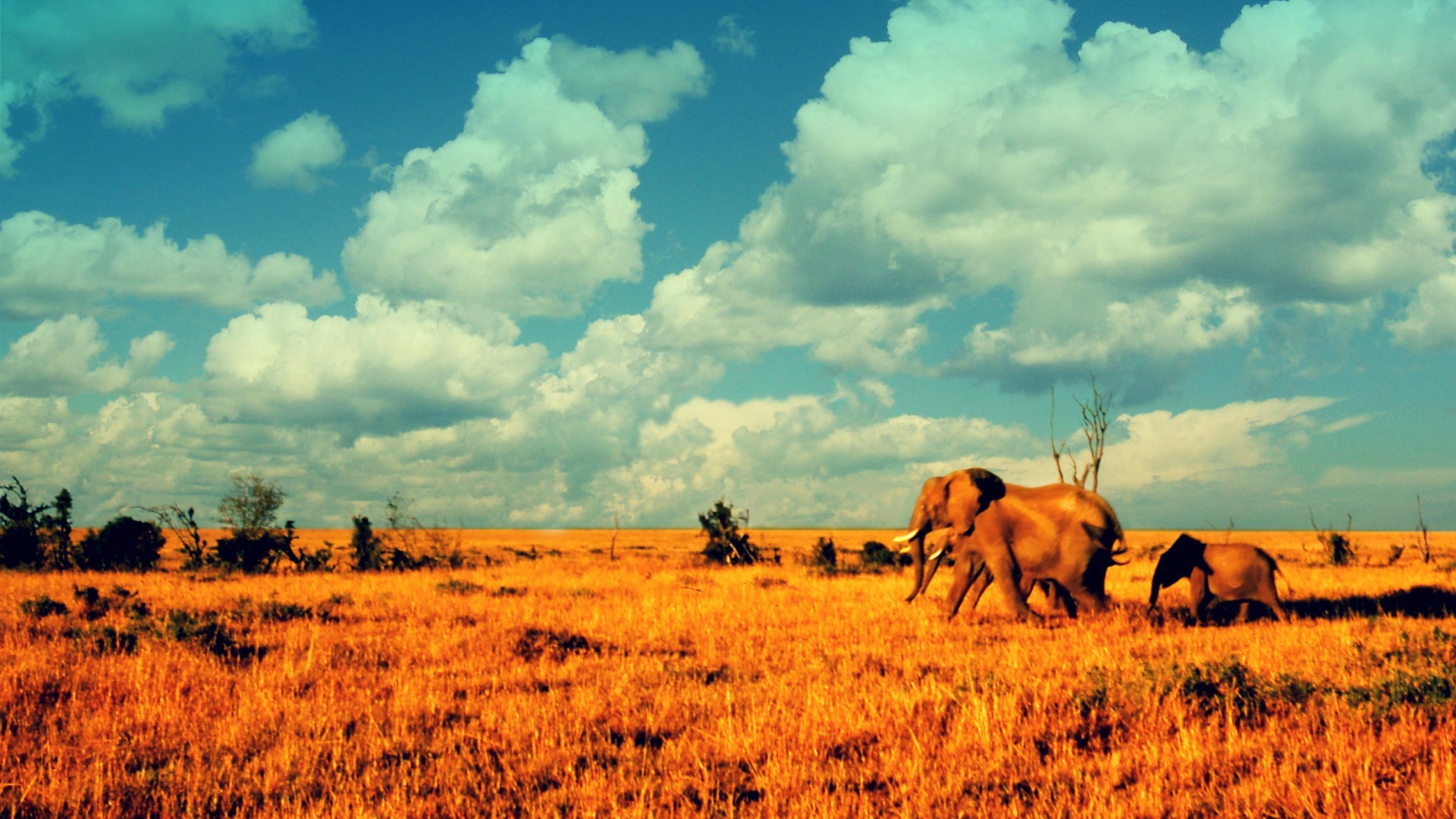 Elephants in the savanna