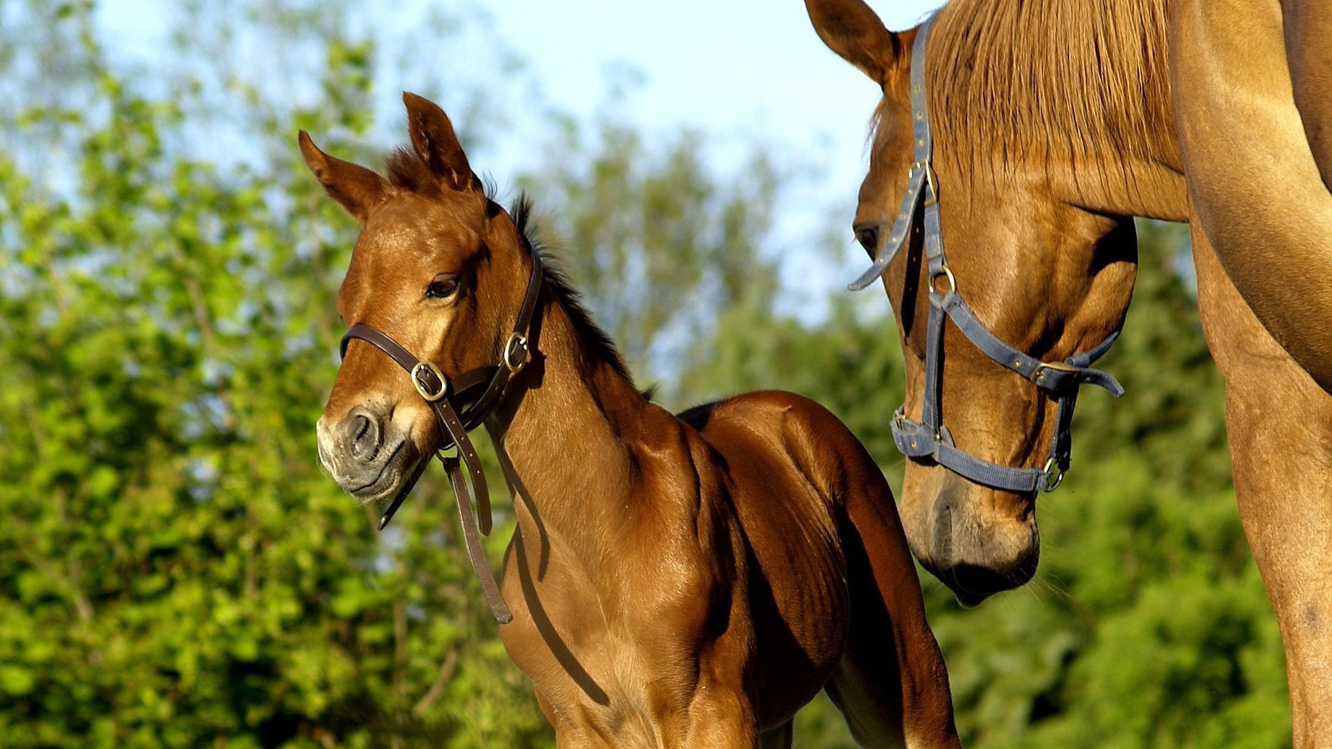 Пара лошадей