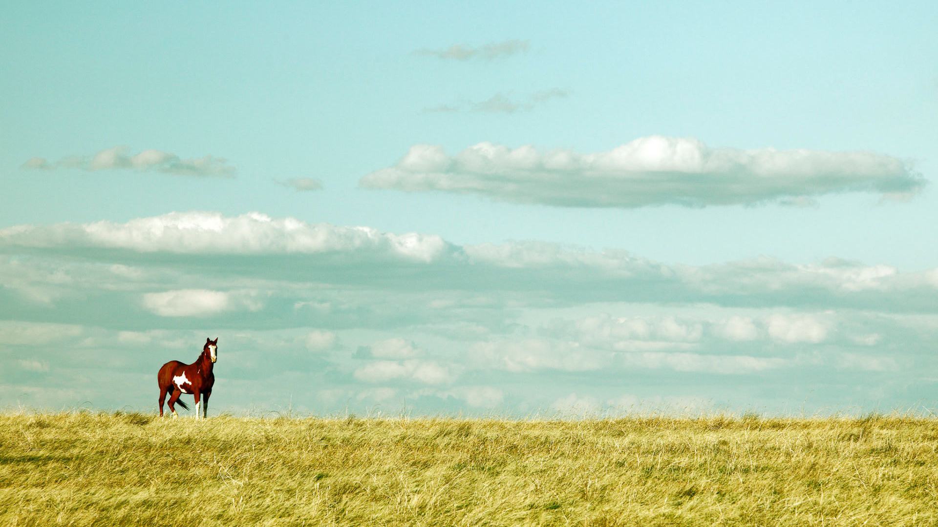 Красивая лошадь в поле