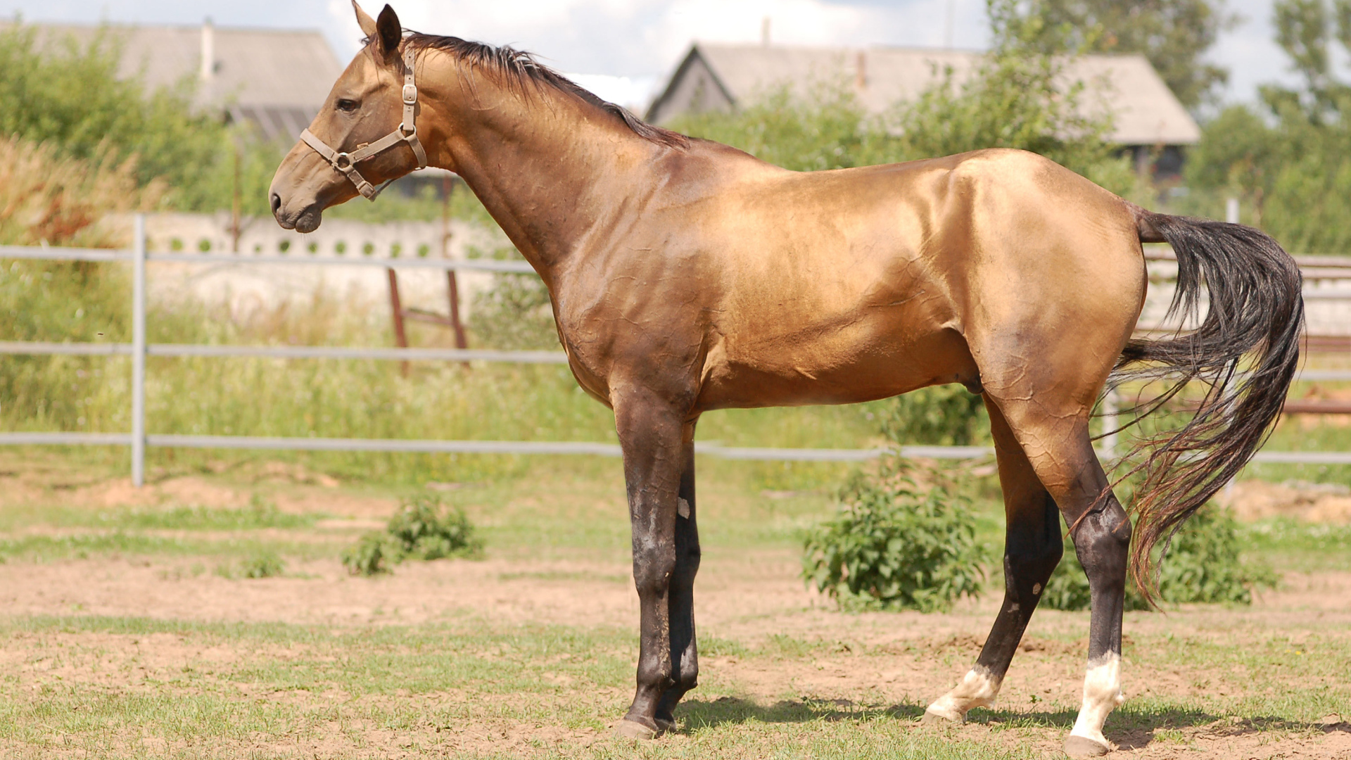 Буденновская лошадь