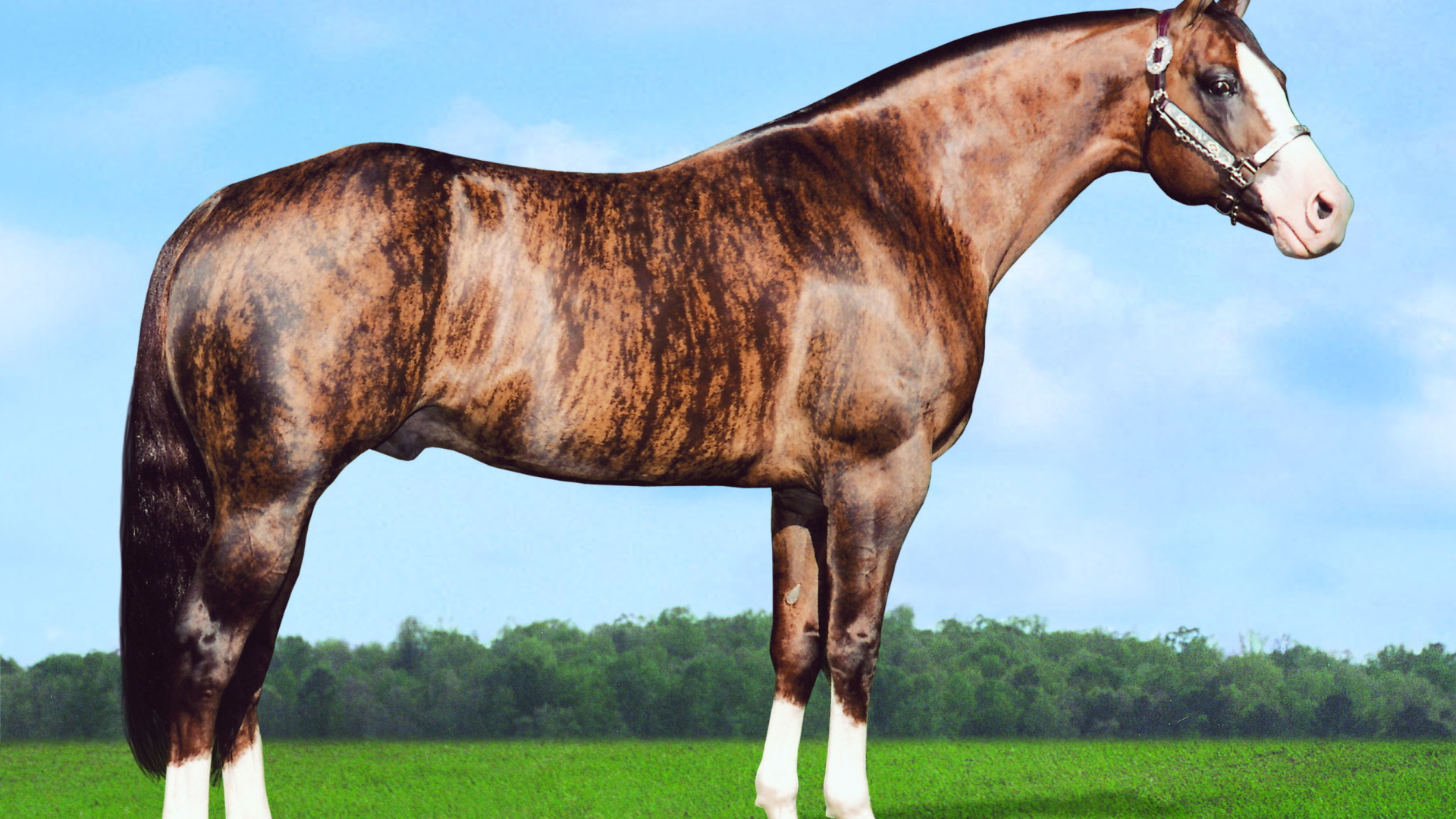 Золотая лошадь