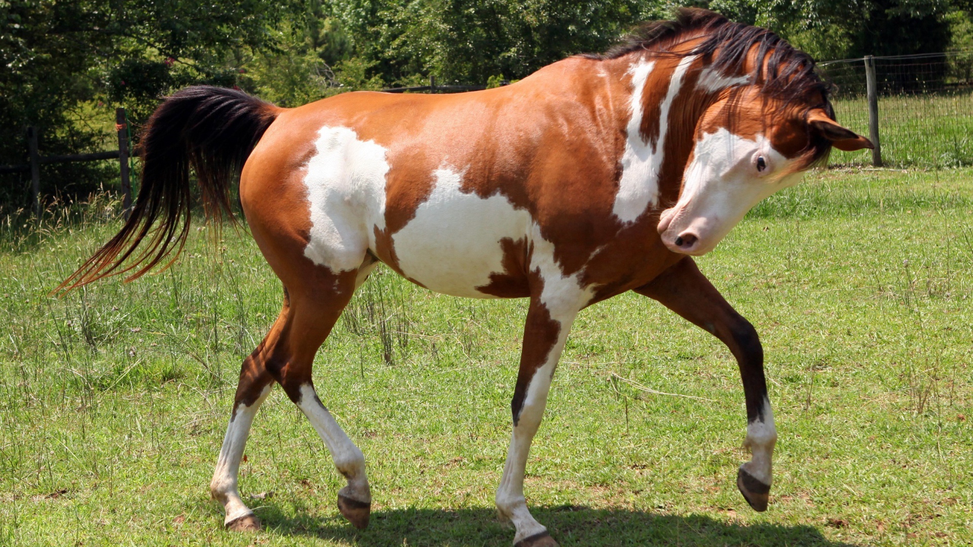 Пегая лошадь танцует