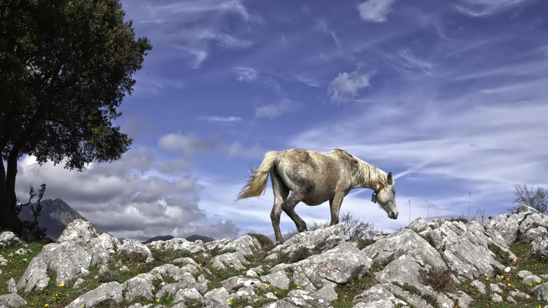Серебряная лошадь