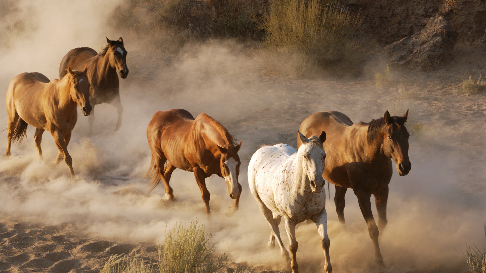 Дикие лошади