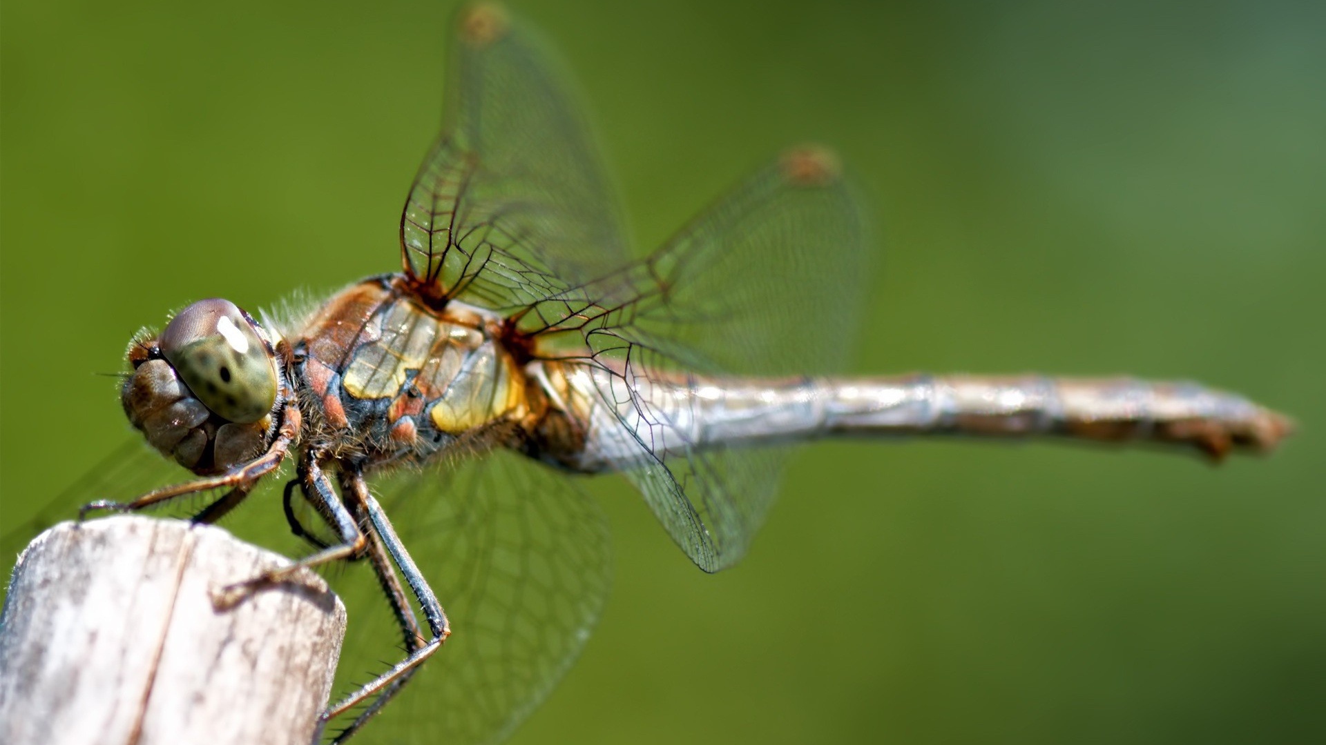 Стрекоза сидит