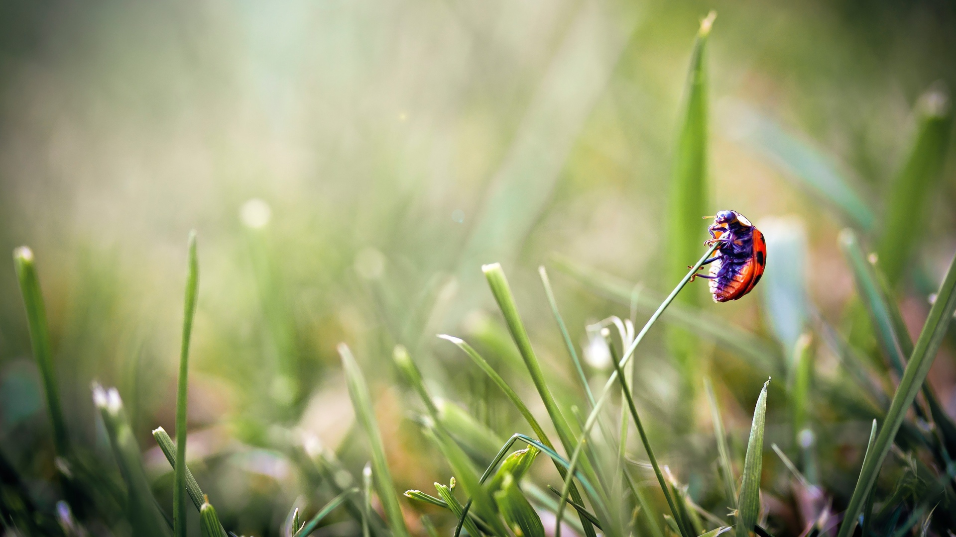 Божья коровка на травинке