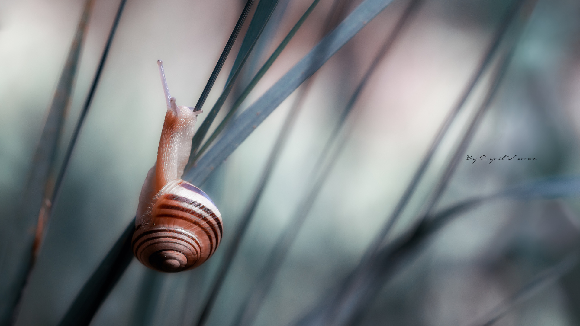 Улитка сидит на траве 