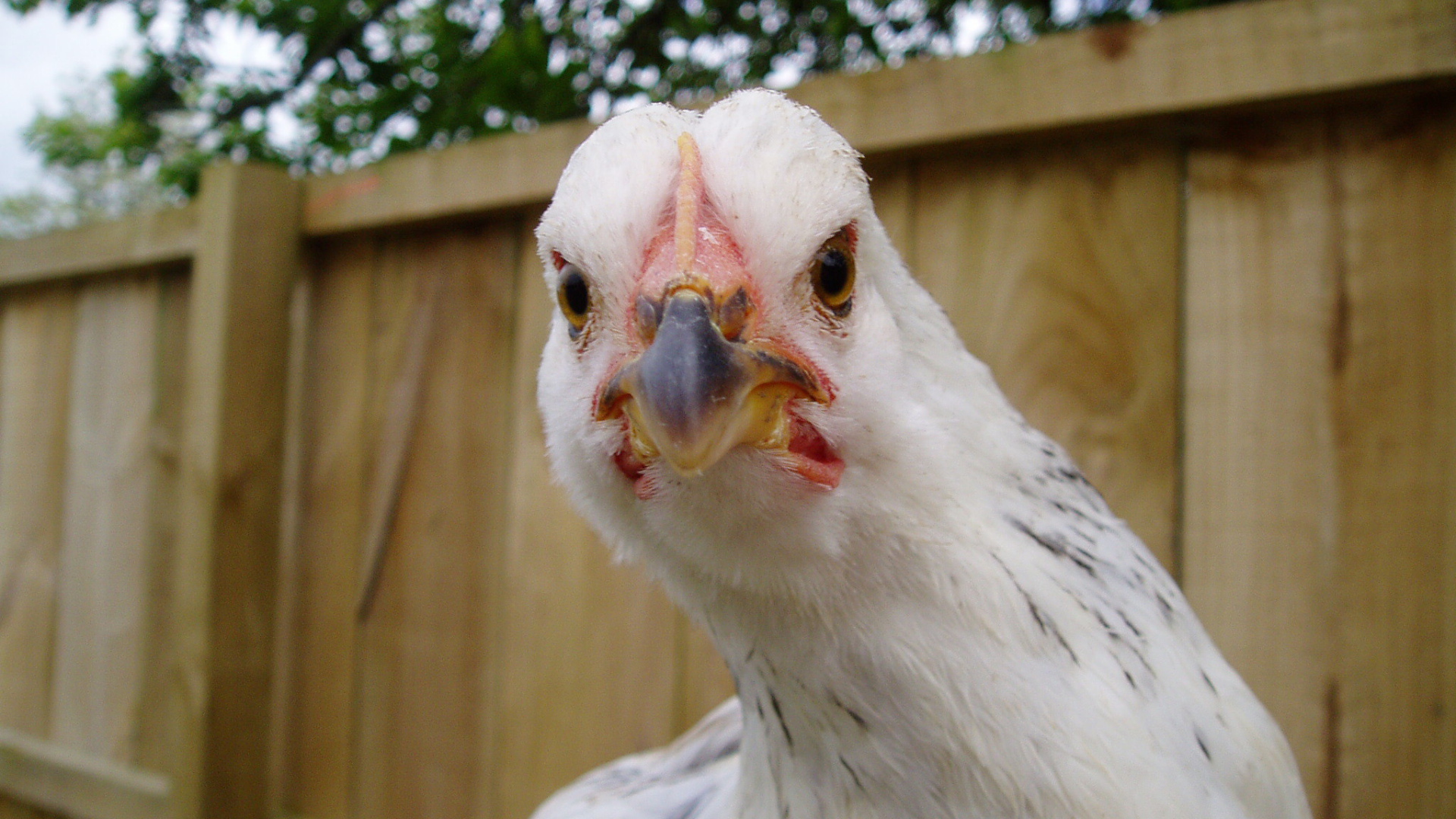 Курица крупным планом