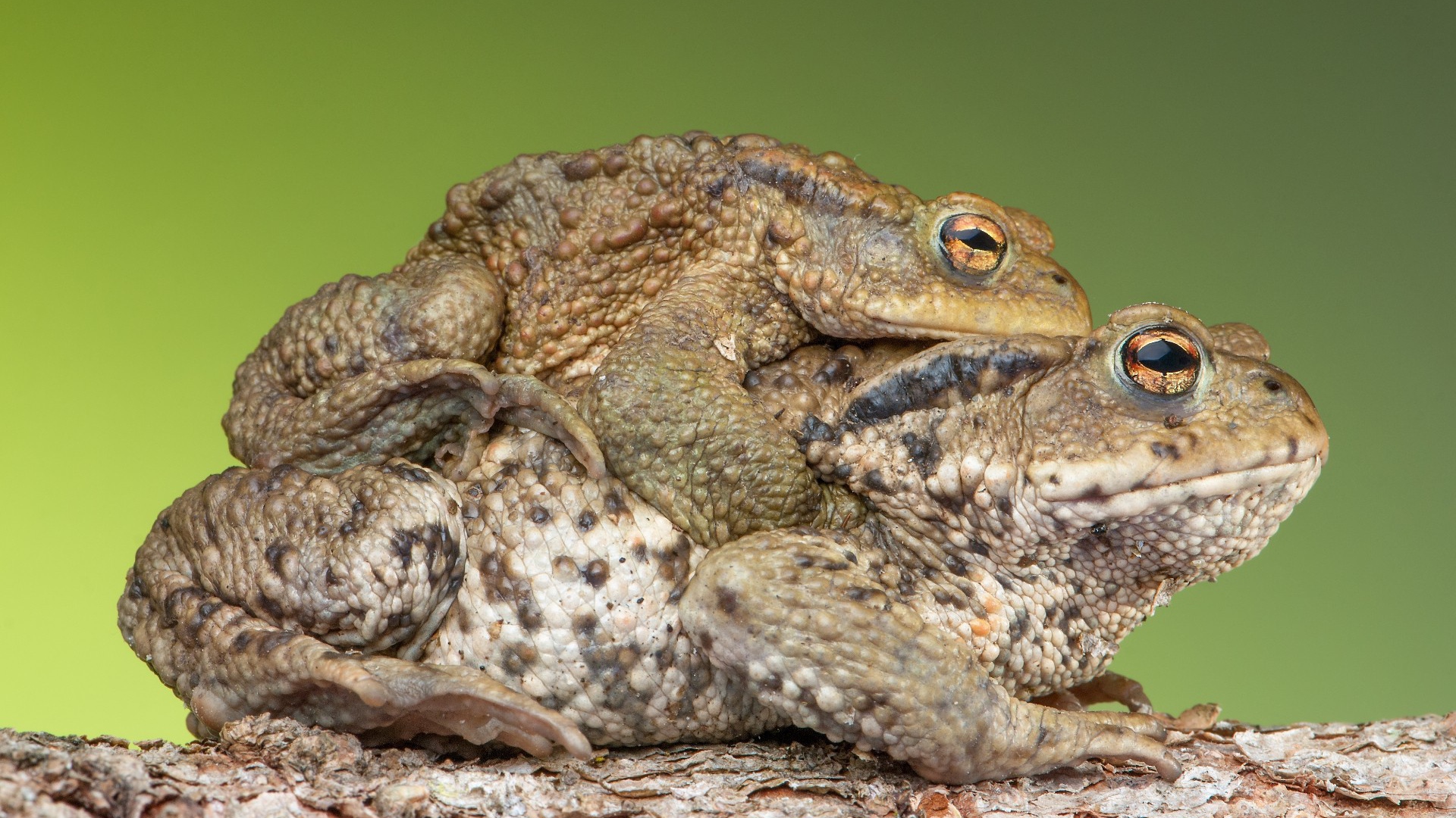 Милая парочка