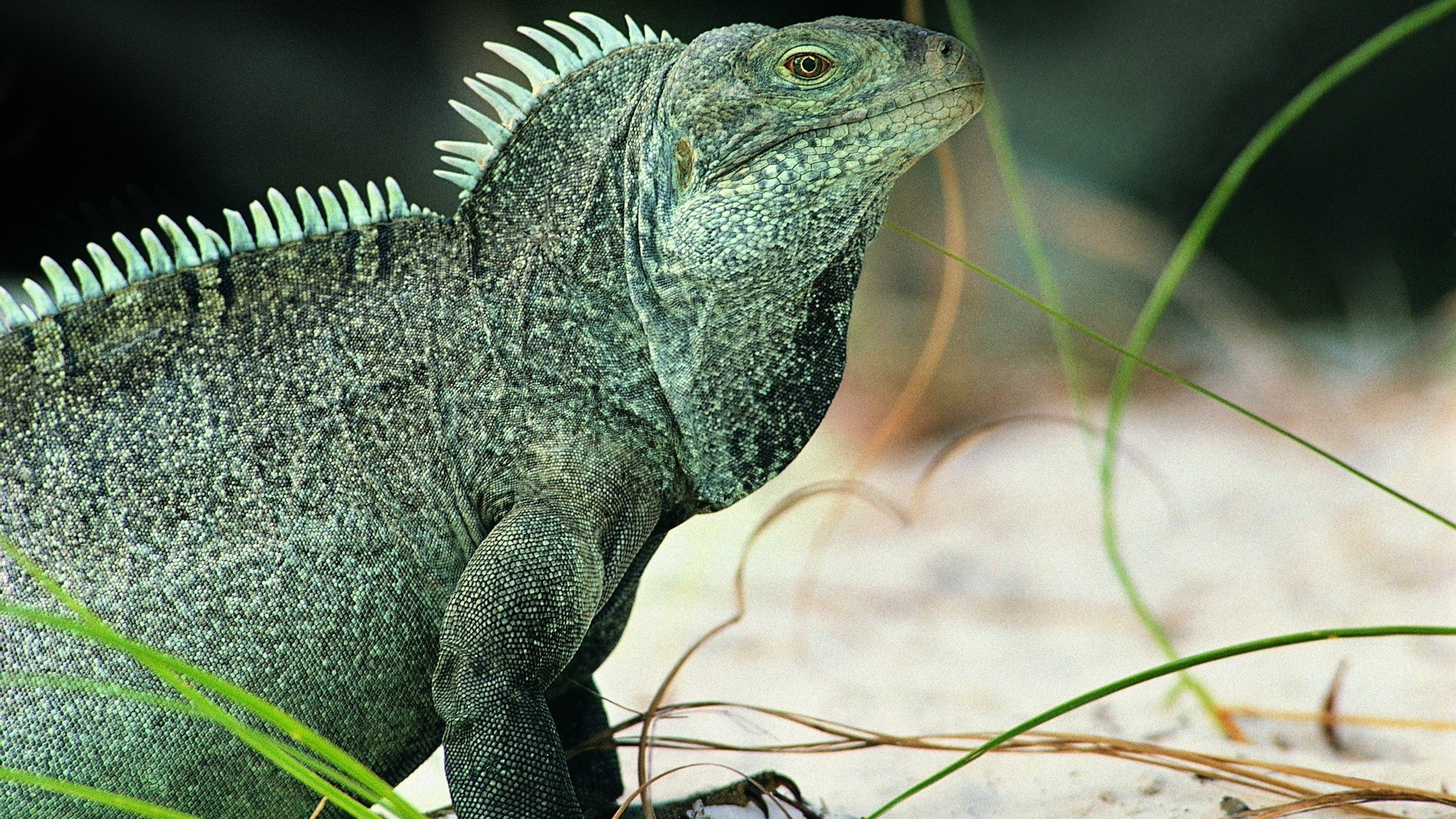 Ящерица Игуана