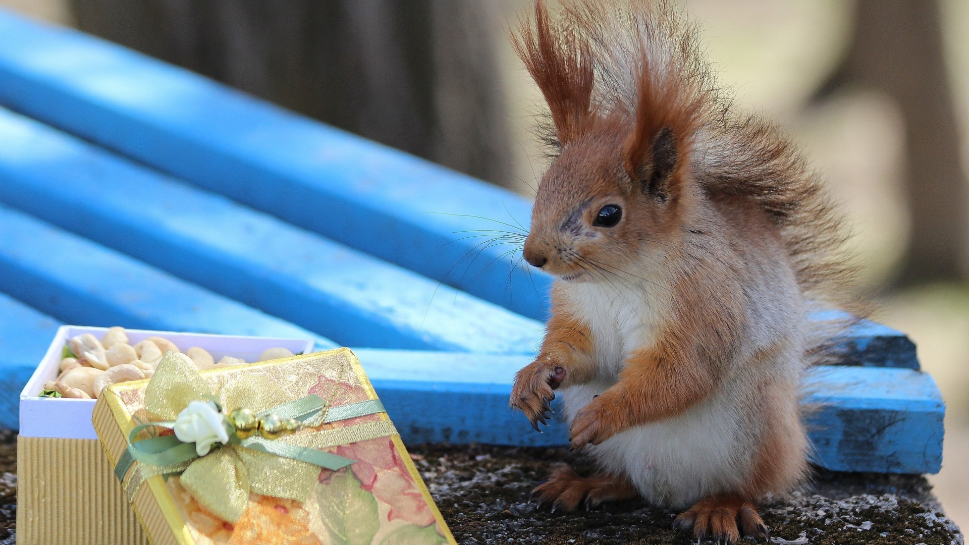 Белка у подарка с орехами