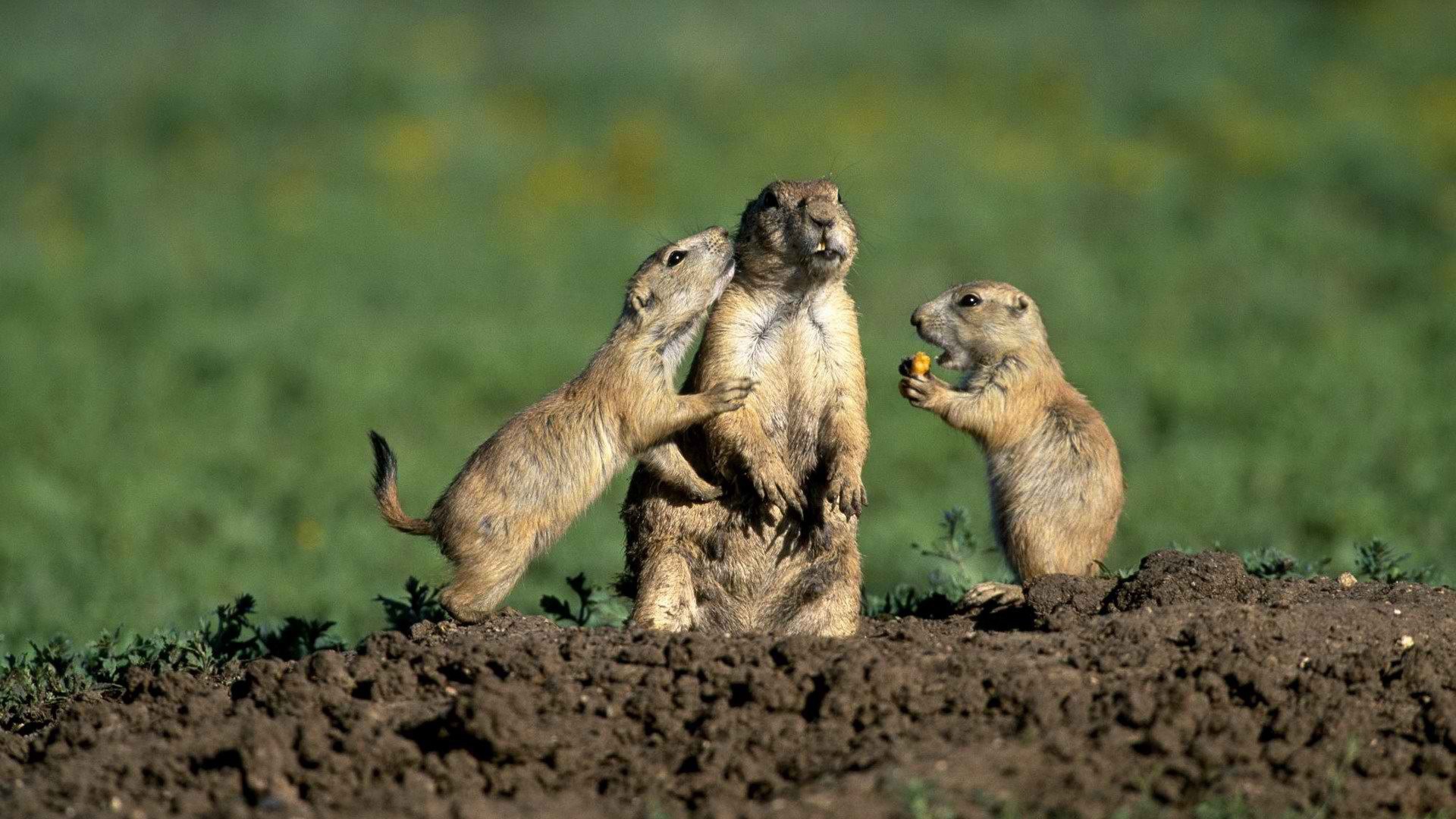 Стукач у сусликов