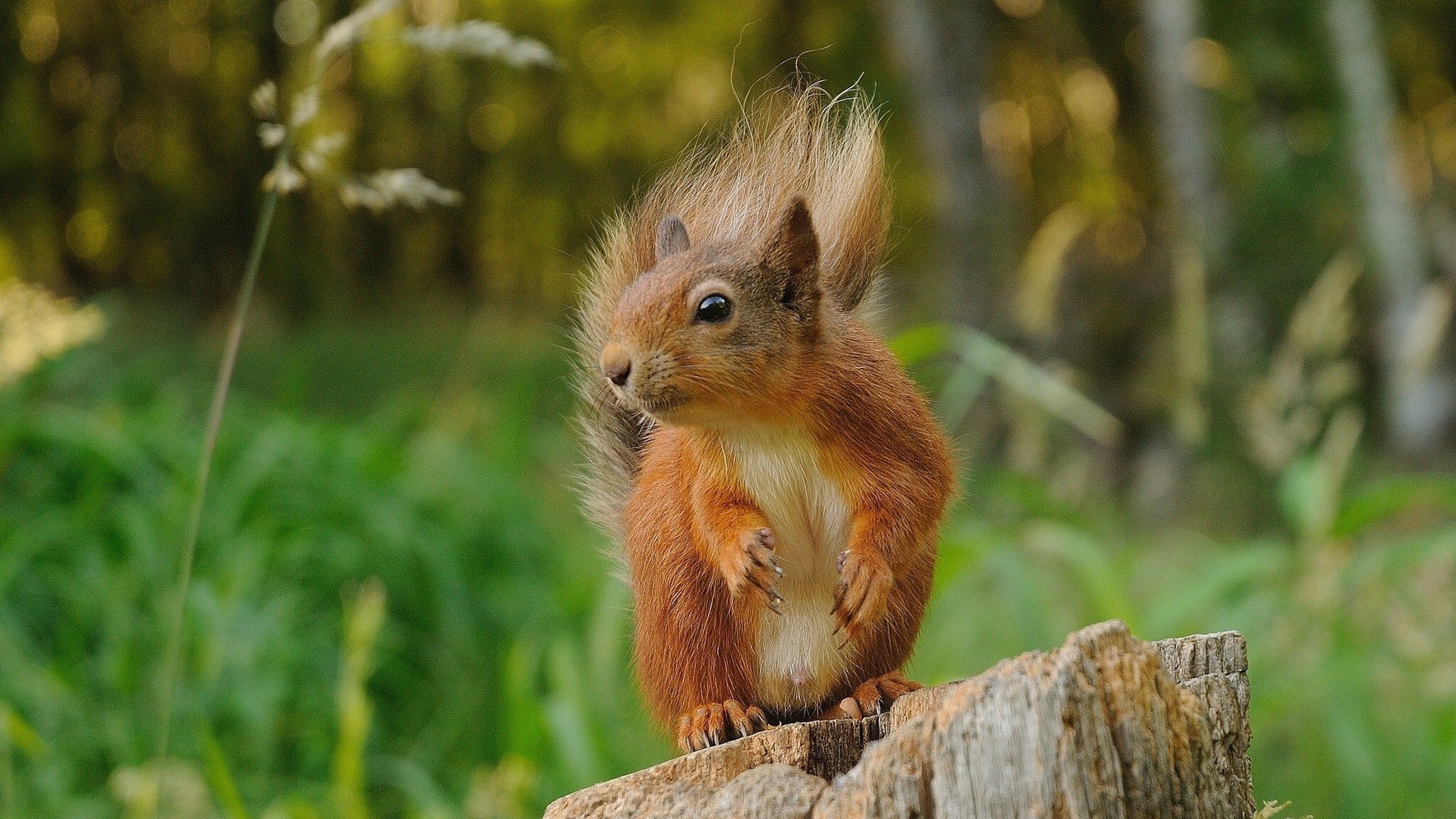 Squirrel sitting on a stump