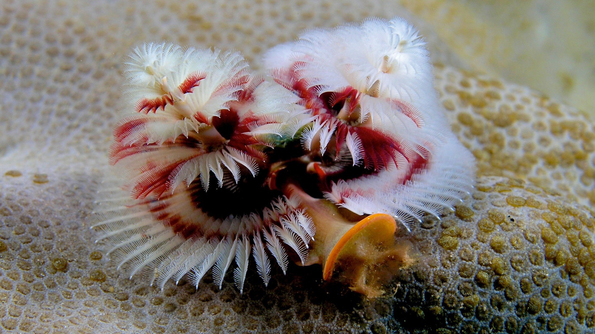 Красивое Морское растение