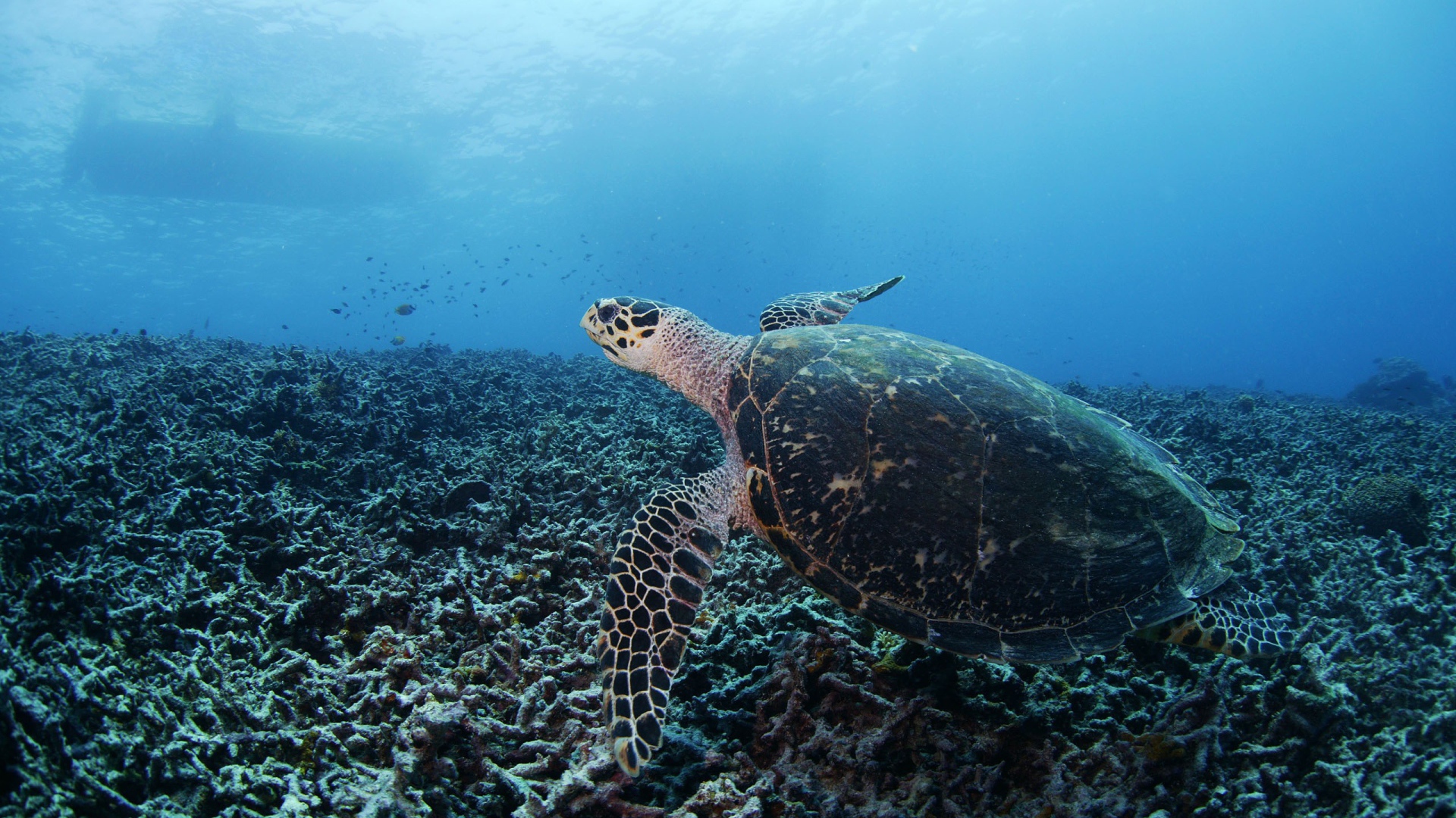 Черепаха на дне