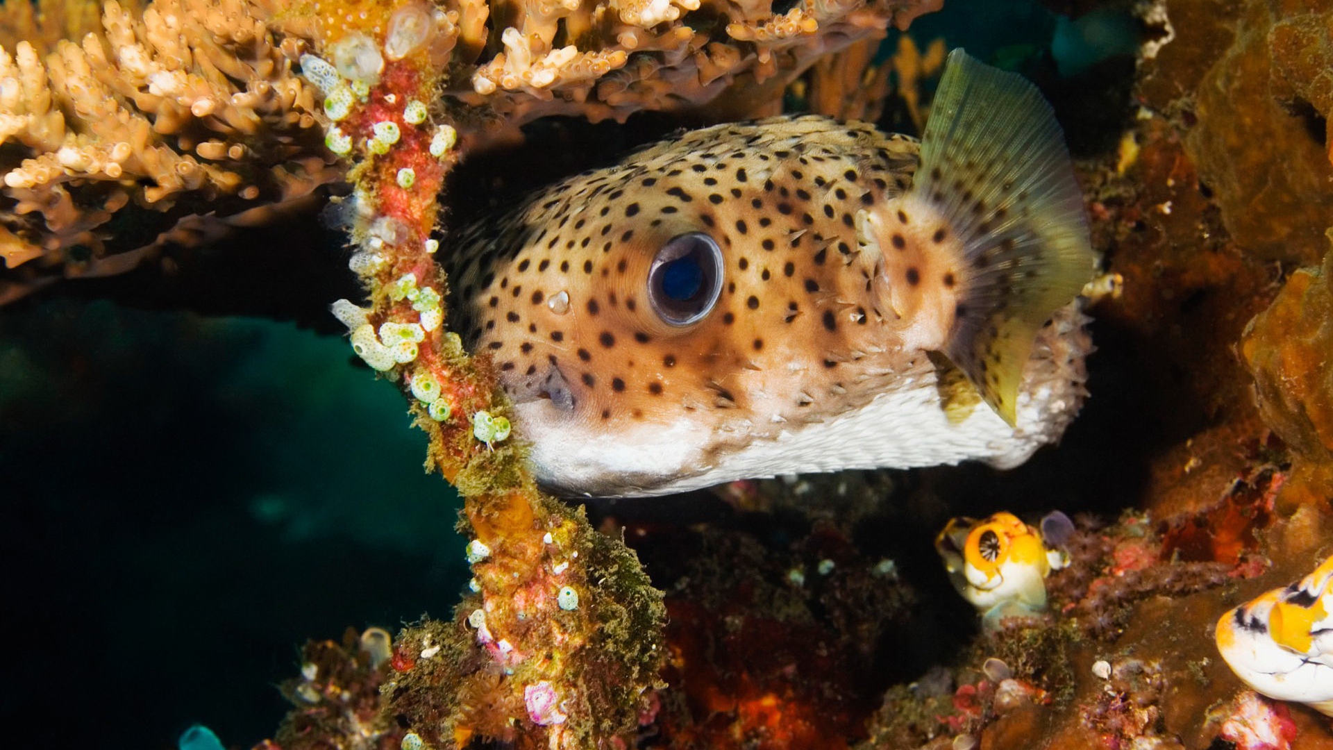 Пятнистая коралловая рыба