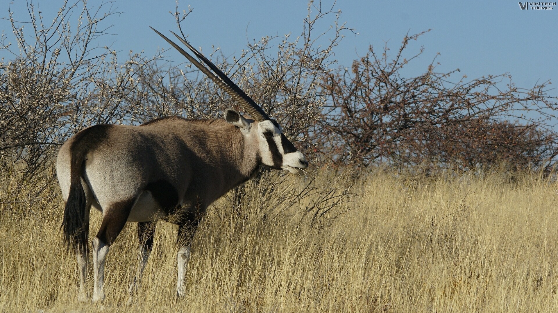Африканская саблерогая антилопа