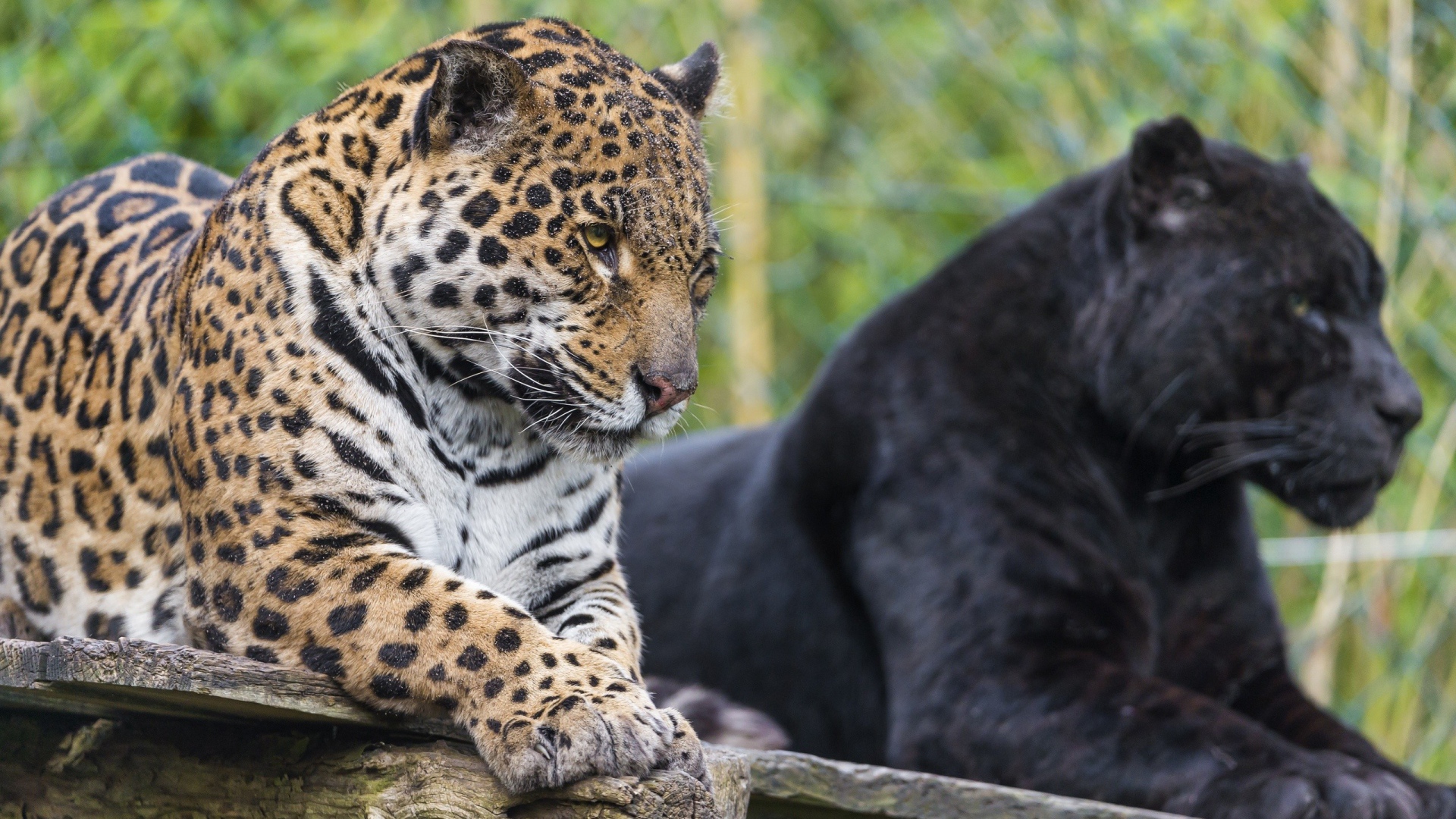 Черная и пятнистая пантера