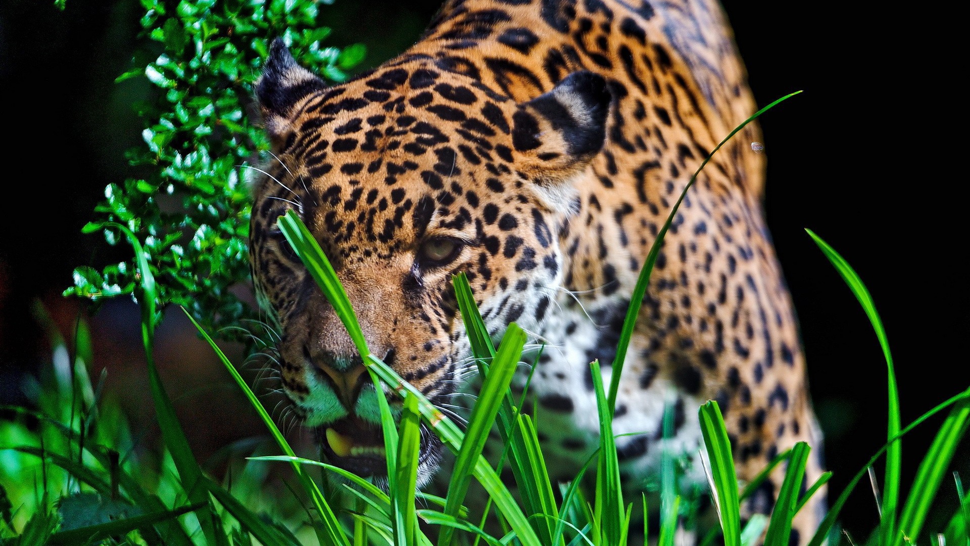 Леопард крадется к добыче