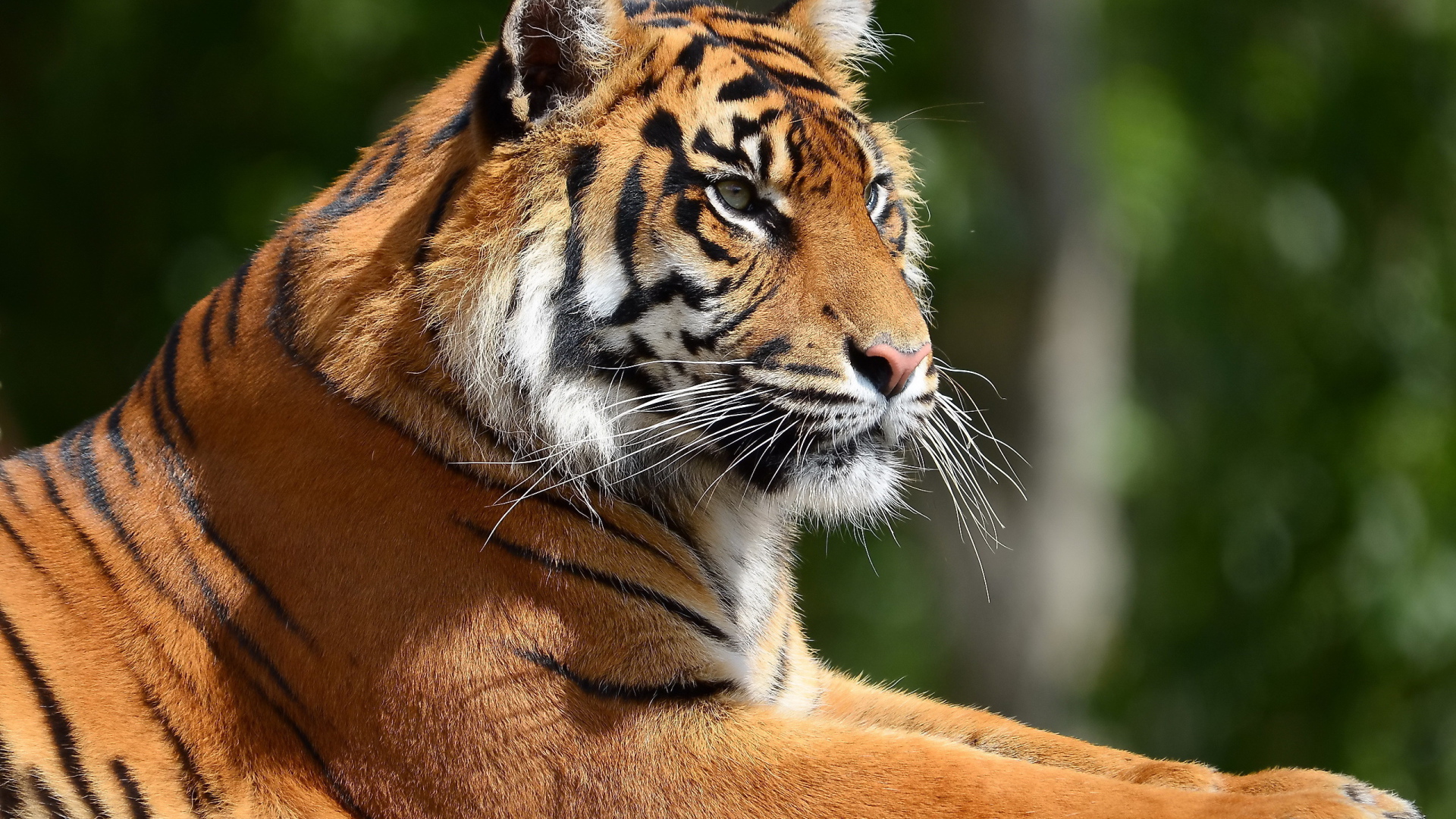 Портрет тигра в профиль