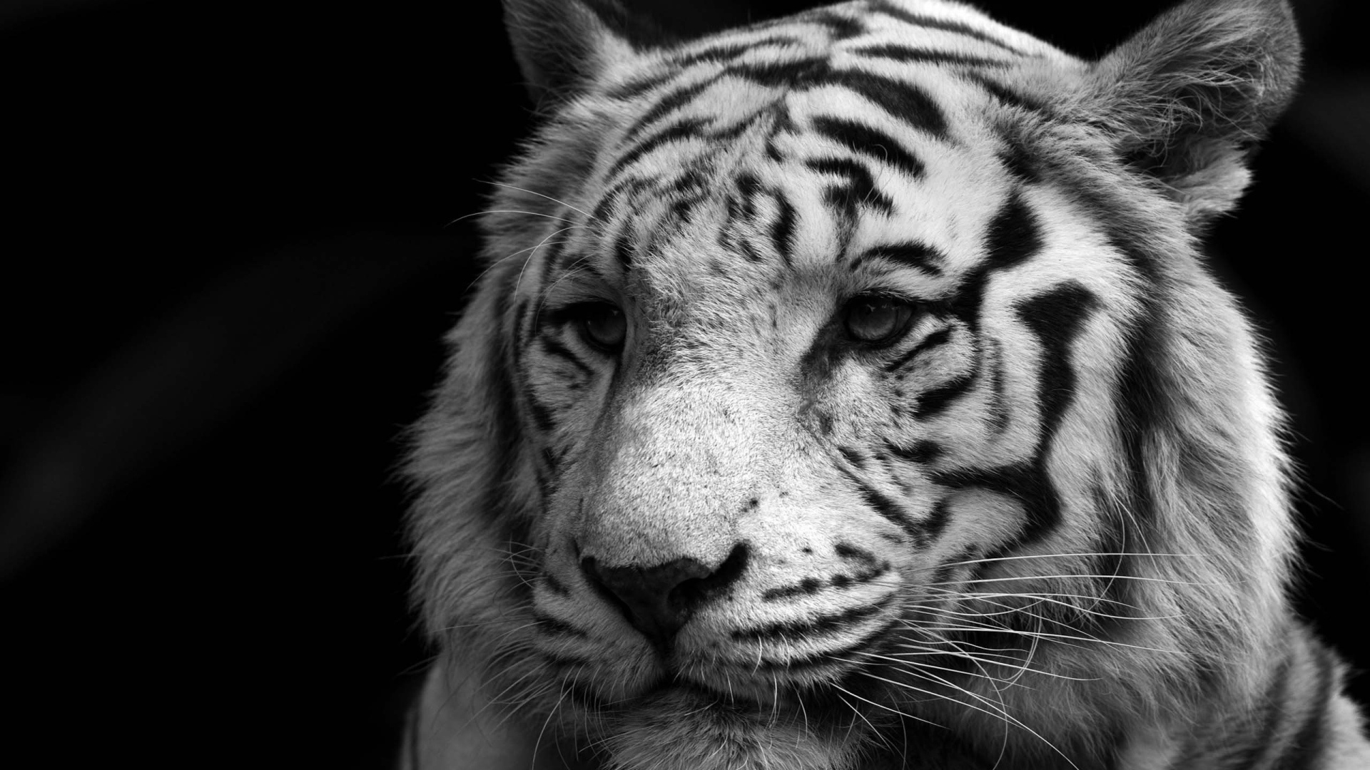 Мудрый белый тигр