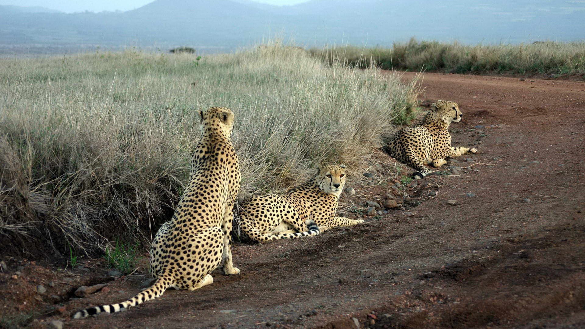 Леопарды лежат на дороге