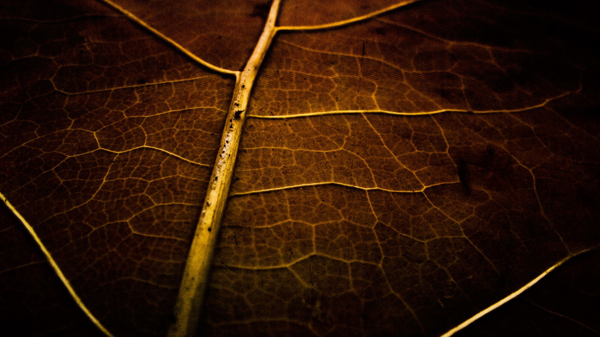 Фон высохший лист