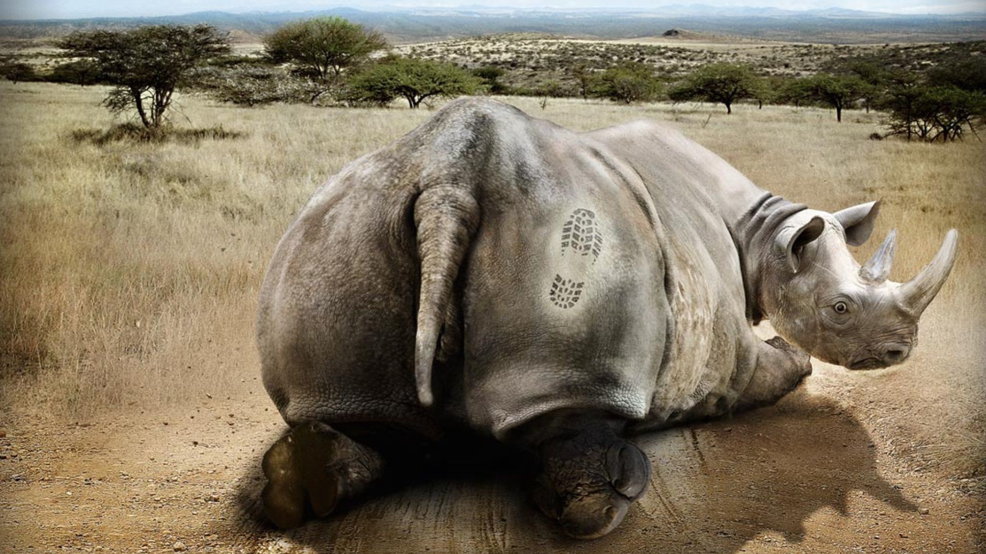 Носорог получил пинка