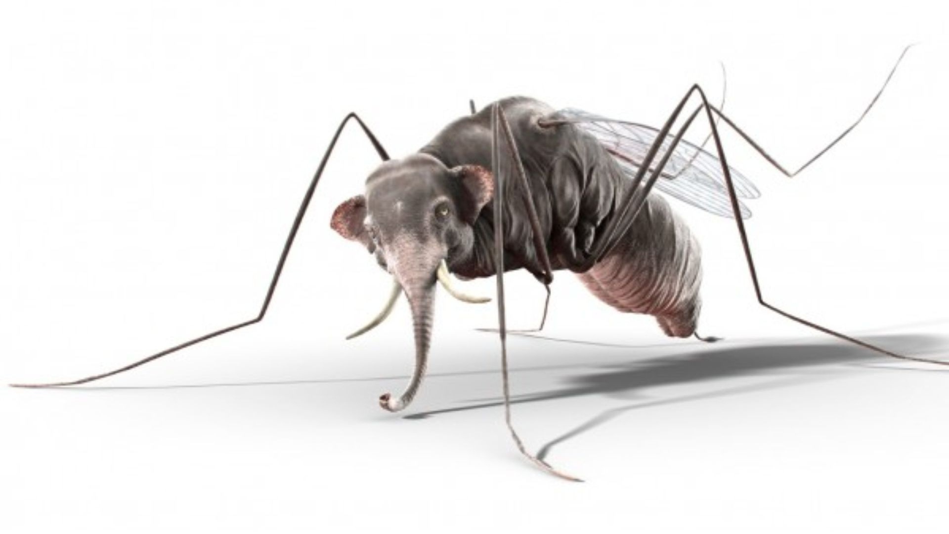 Комар с головой слона