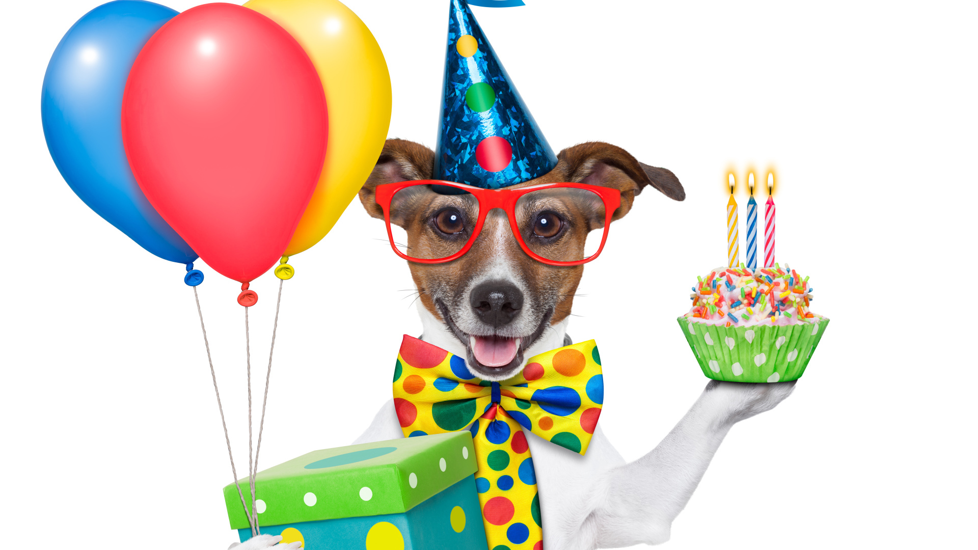 Весёлая собака на день рождения
