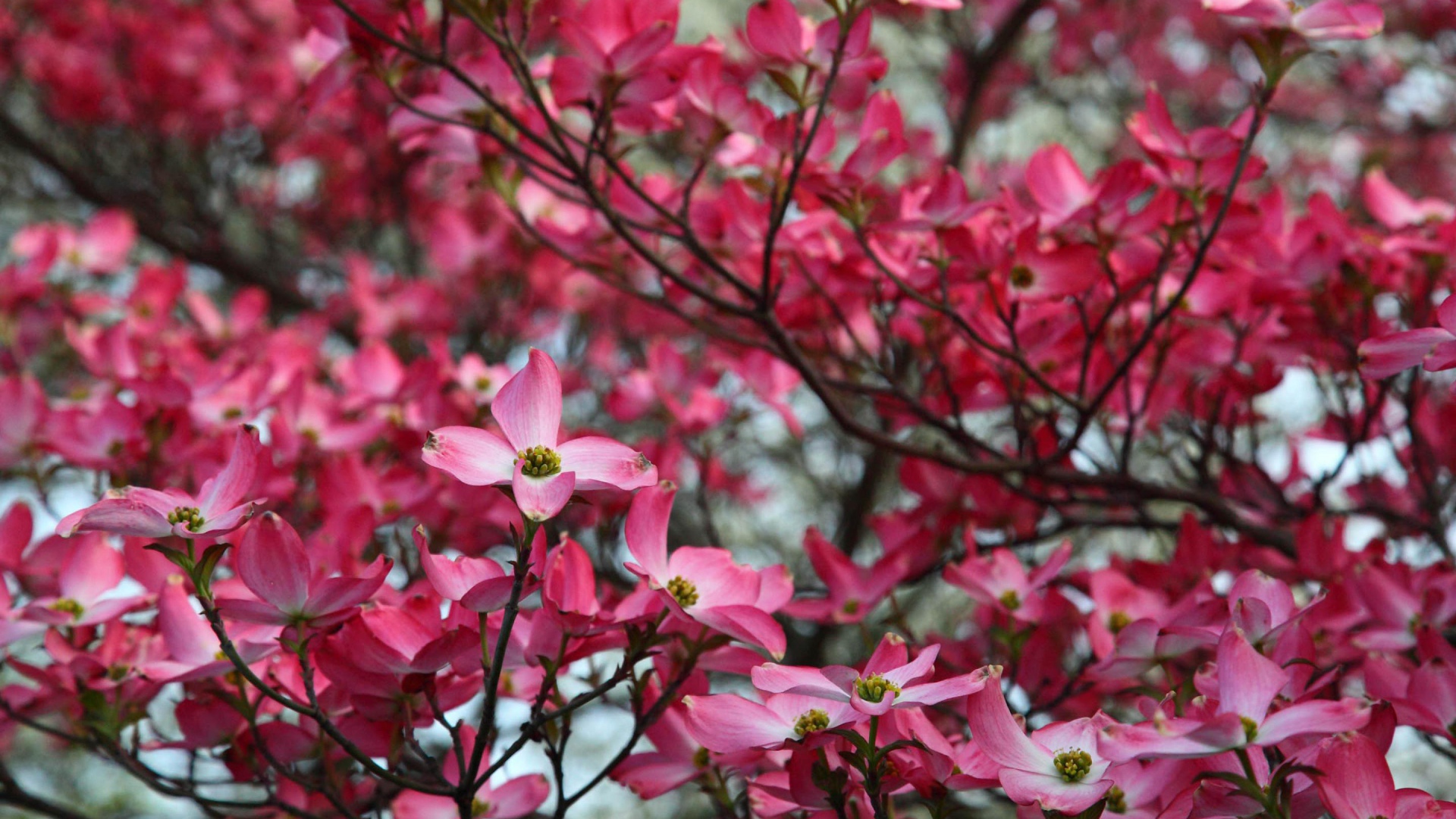 Веточка розовых цветов