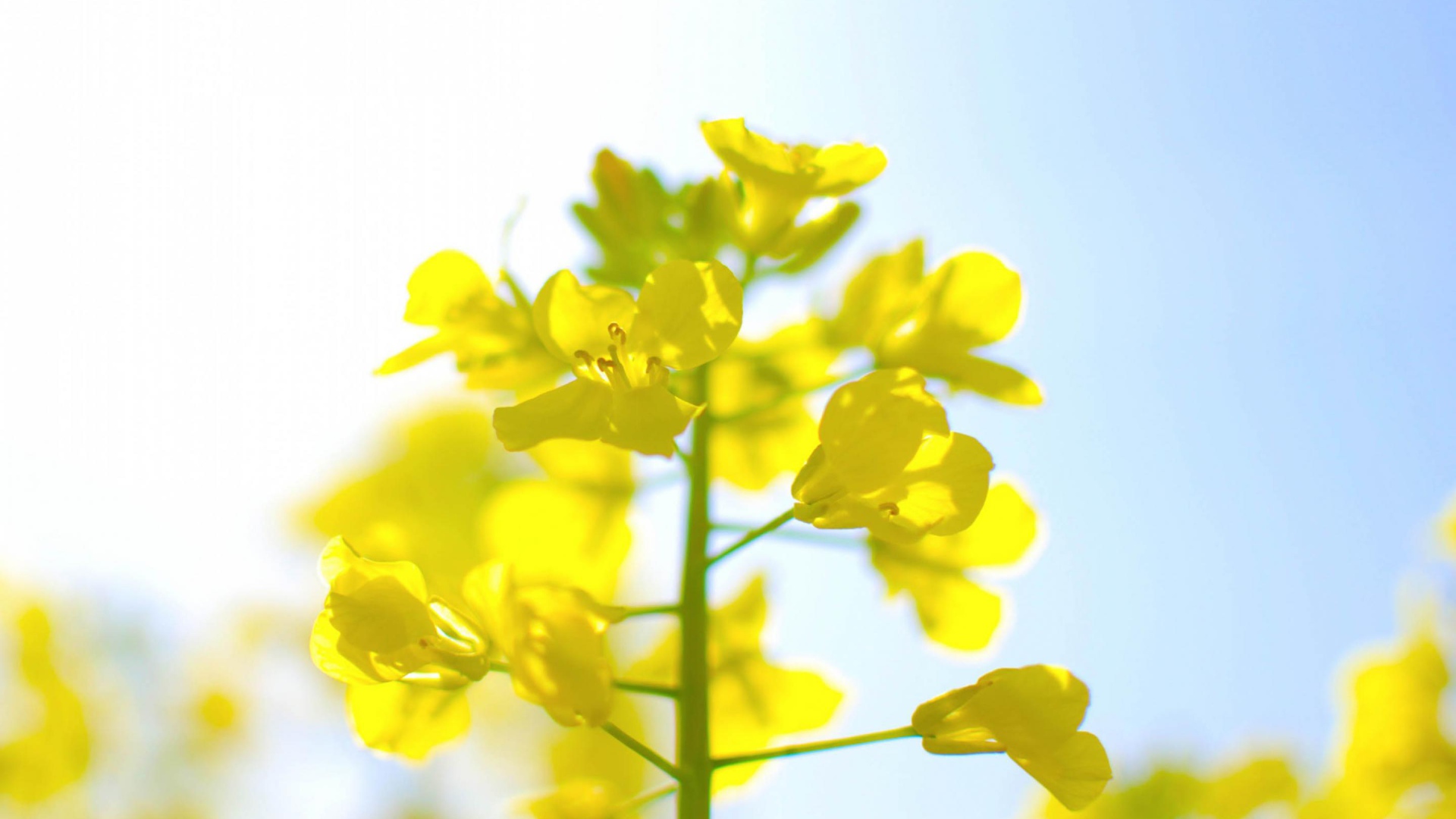 Нежные цветы