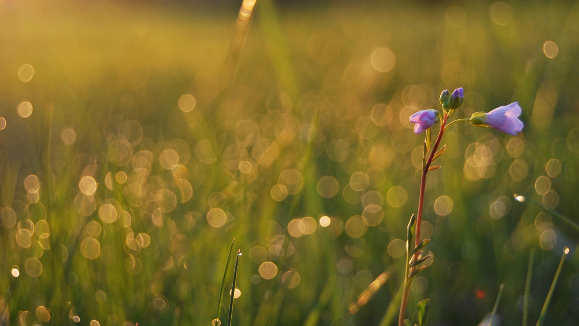 Одинокий цветочек
